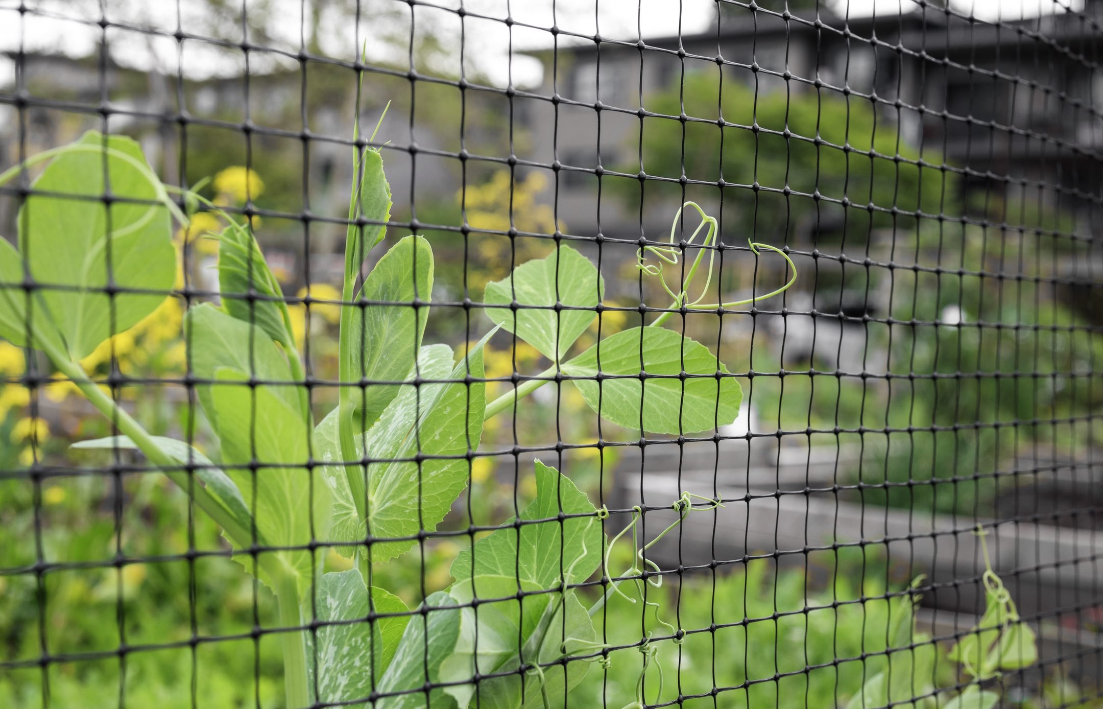 What Is Chicken Wire? It's Uses, How to Cut It and More!
