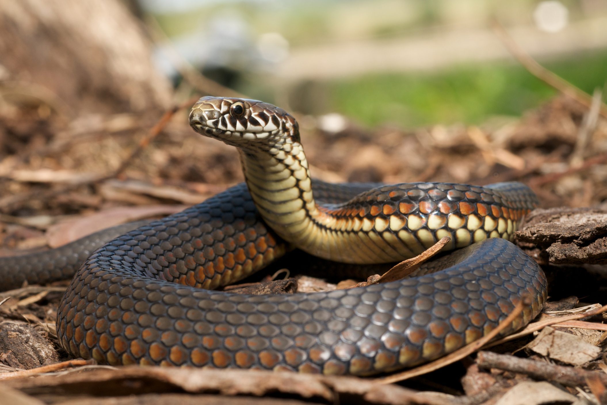 Close-up of copperhead snake in the leaves