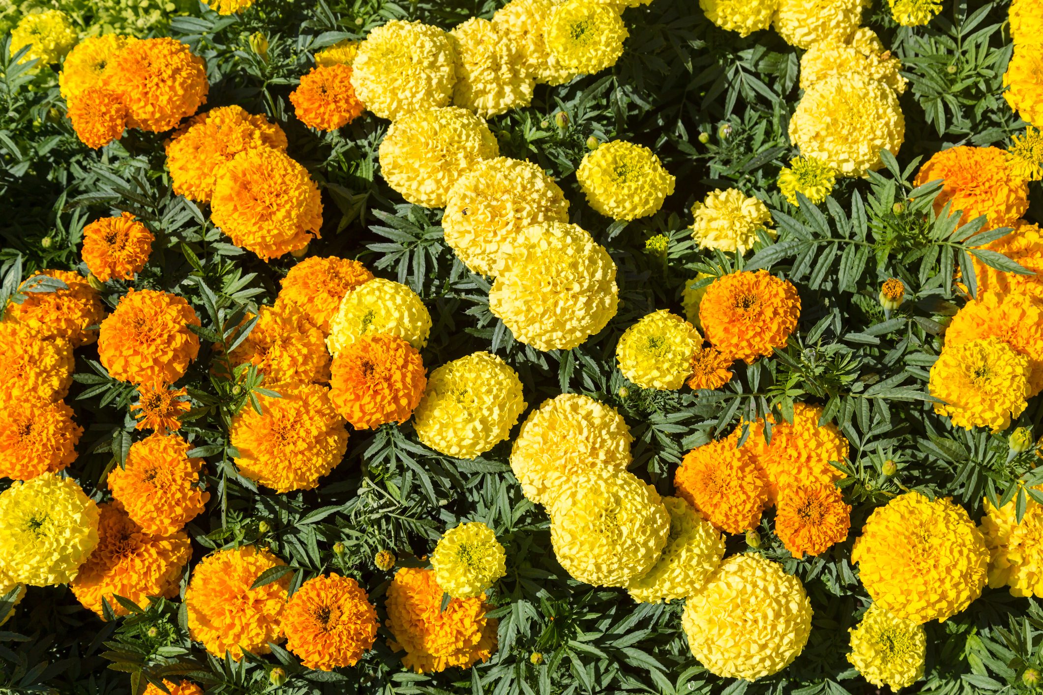 How To Plant and Care for Marigold Seeds