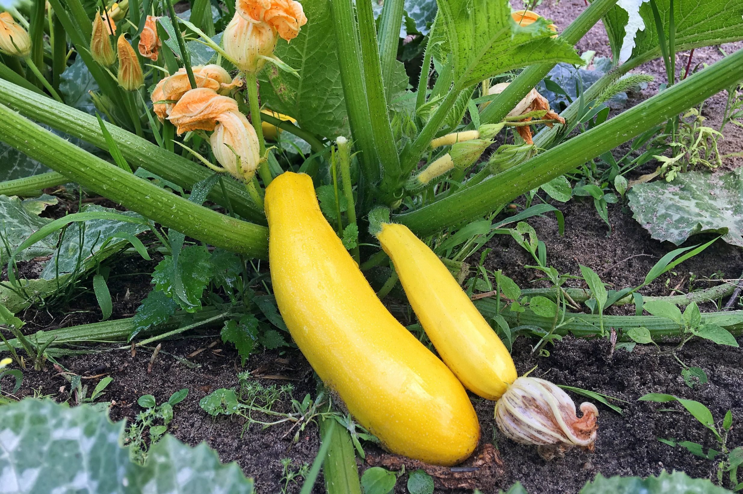 Guide To Growing Squash