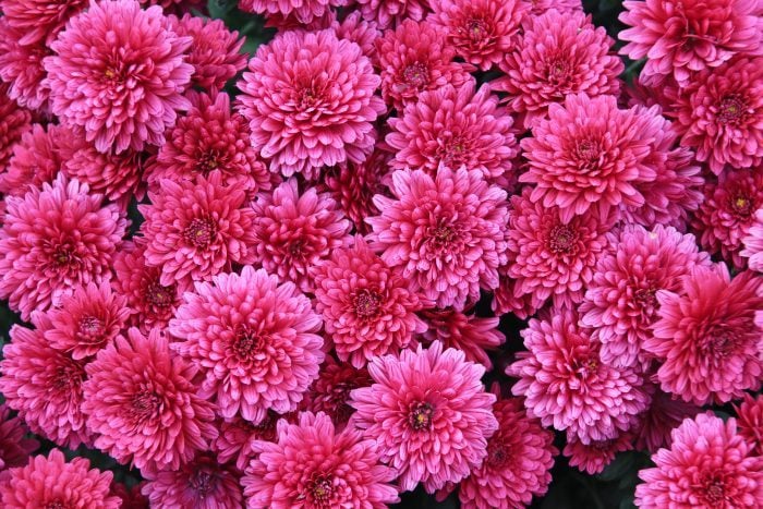 Are Mums Perennials? | The Family Handyman