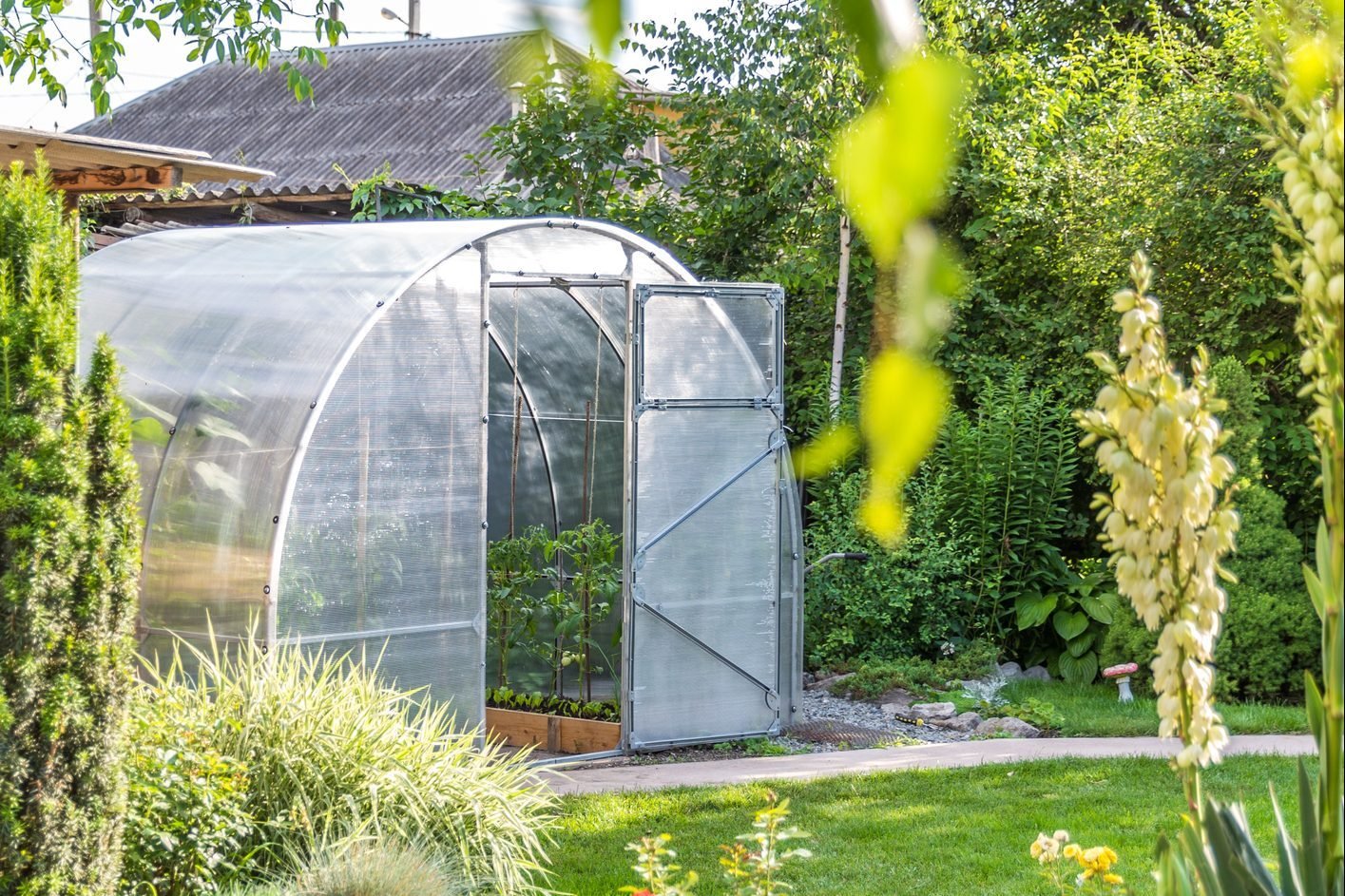 Greenhouse in backyard garden with open door for ventilation