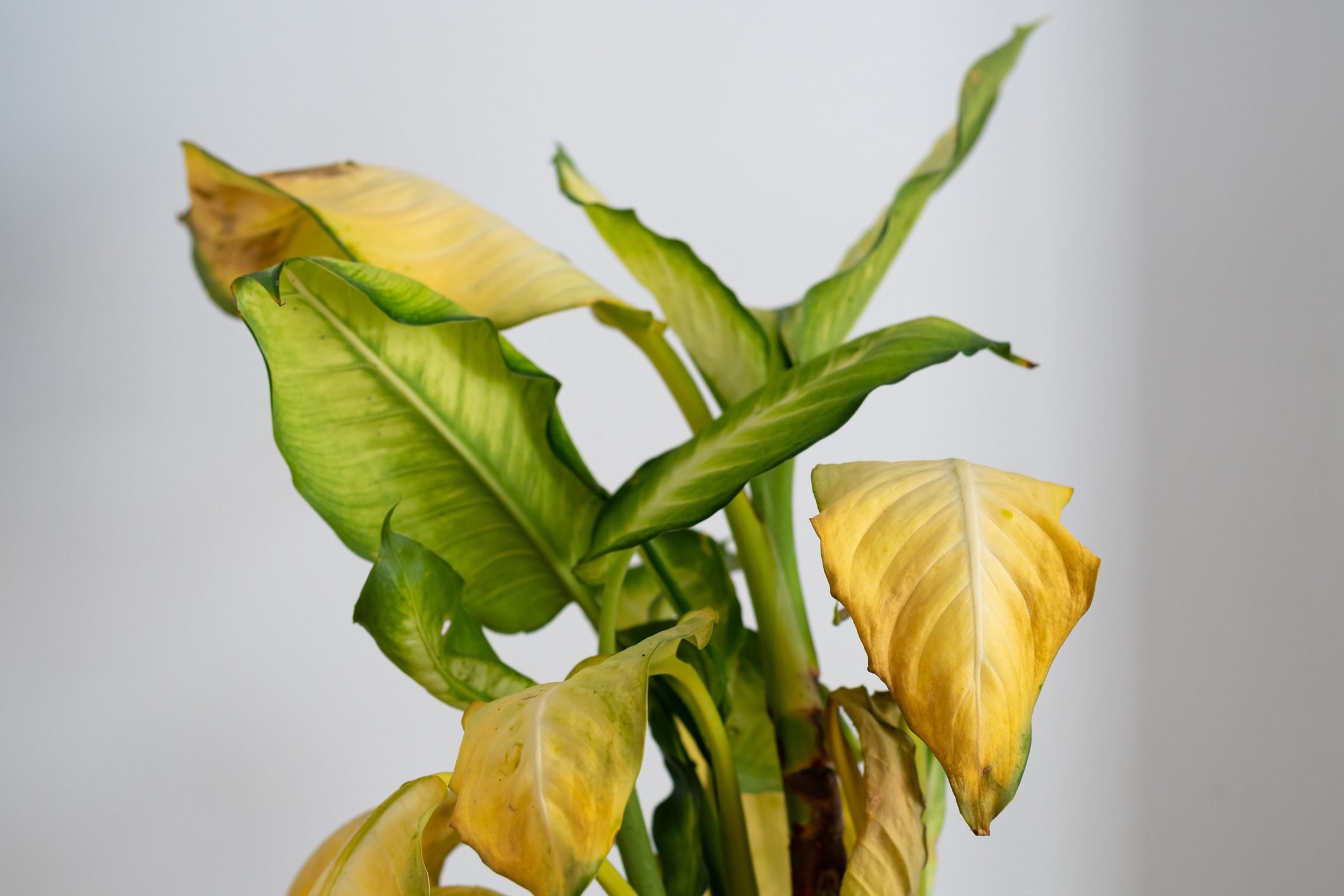 Why Are My Houseplant Leaves Turning Yellow?