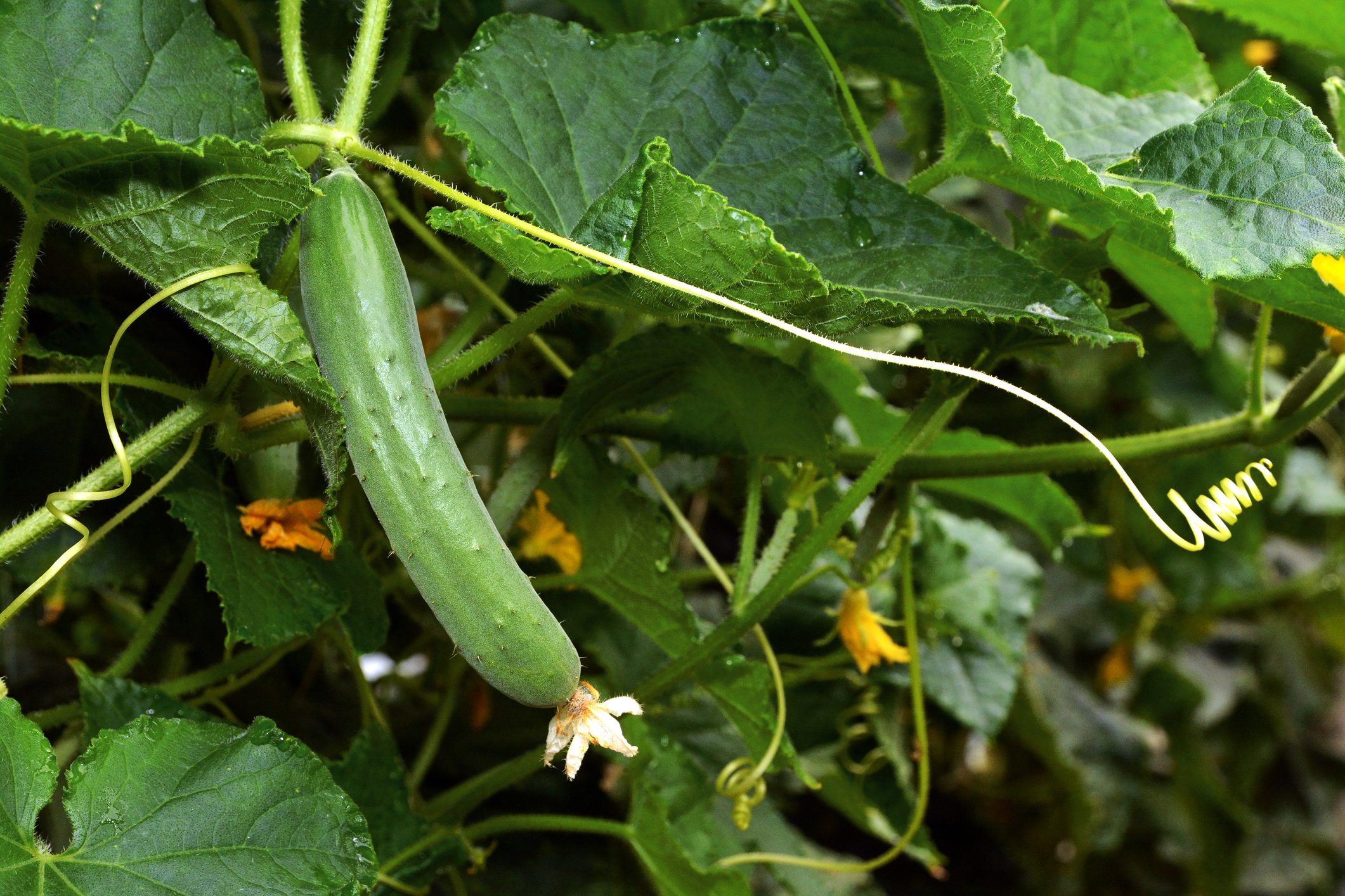 10 Best Plants To Grow in Greenhouse The Family Handyman