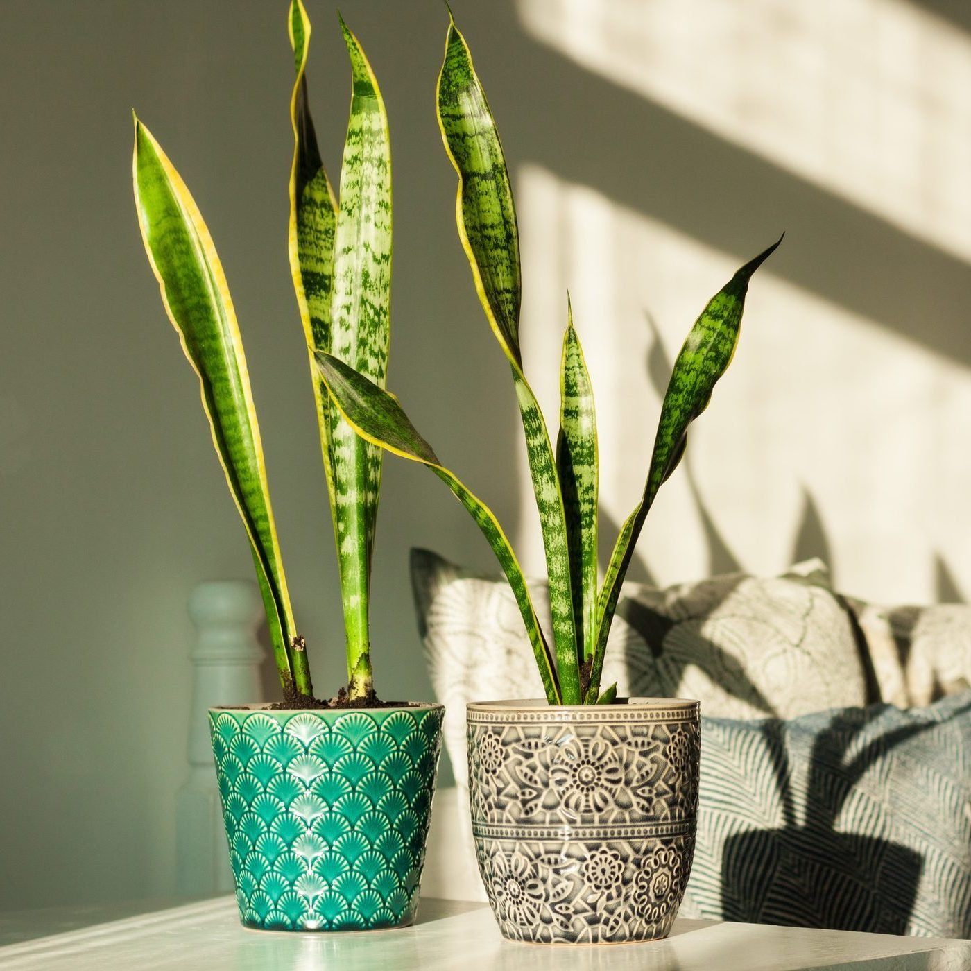 What To Know About Snake Plants