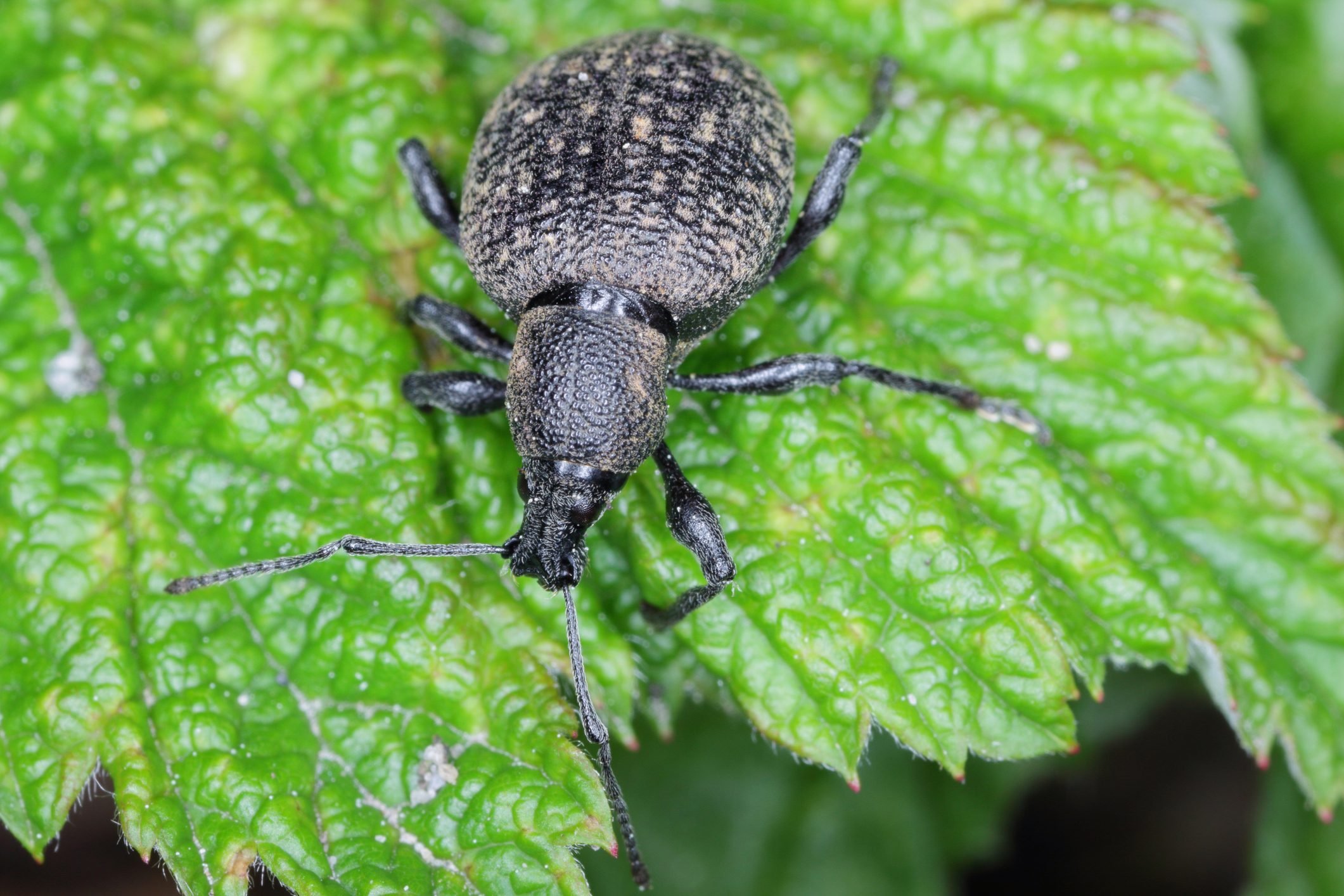 What to Know About the Strawberry Root Weevil