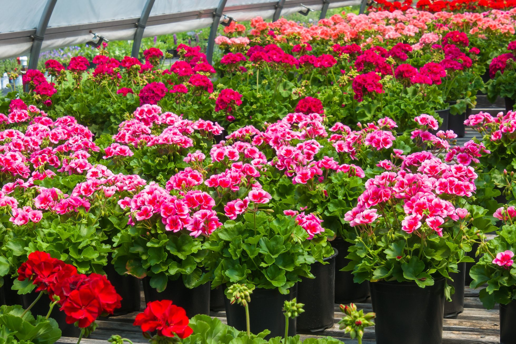 10 Best Plants To Grow in Greenhouse | The Family Handyman