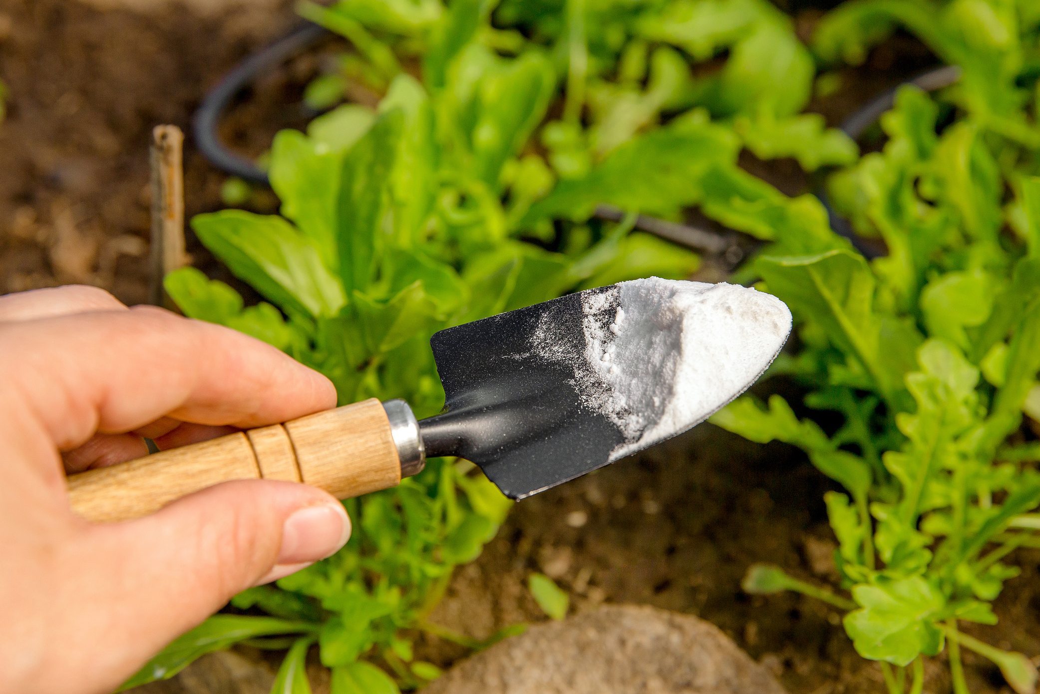 Should You Use Baking Soda in Your Garden?