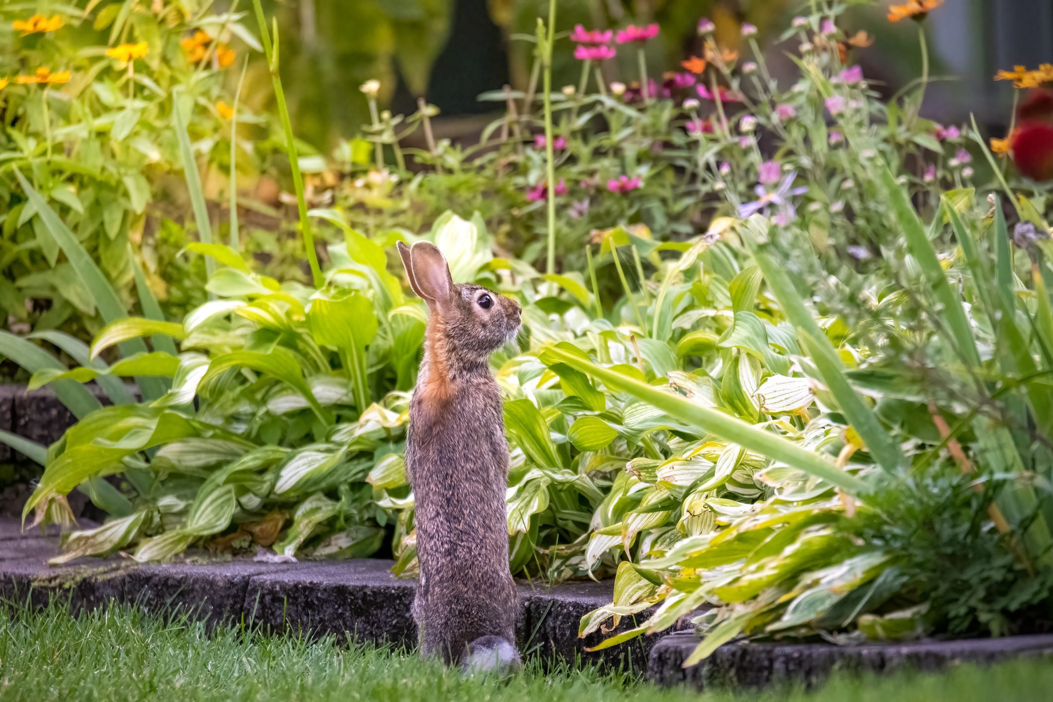 10 Rabbit Repellant Plants