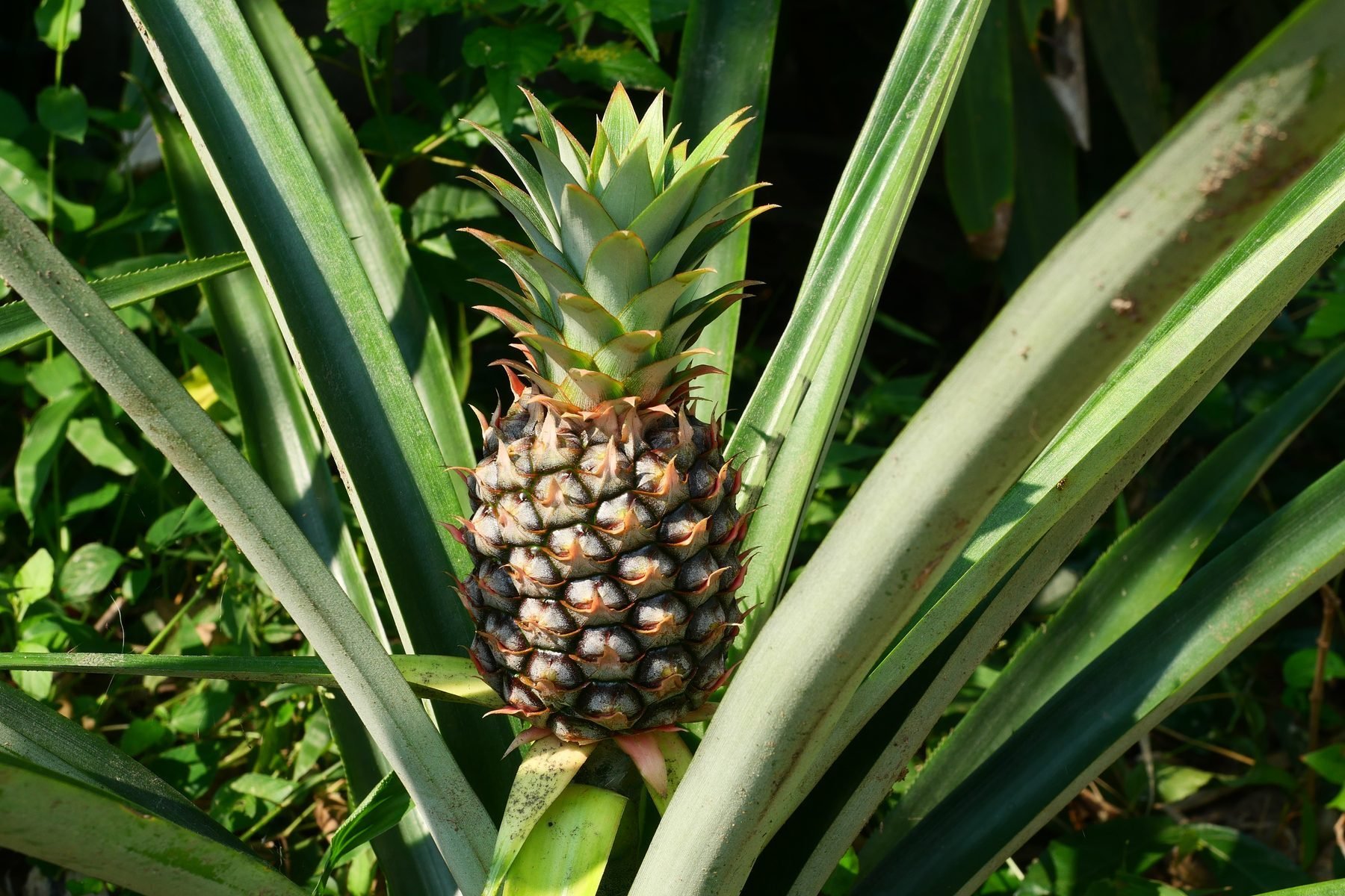 where do pineapples grow from trees or the ground