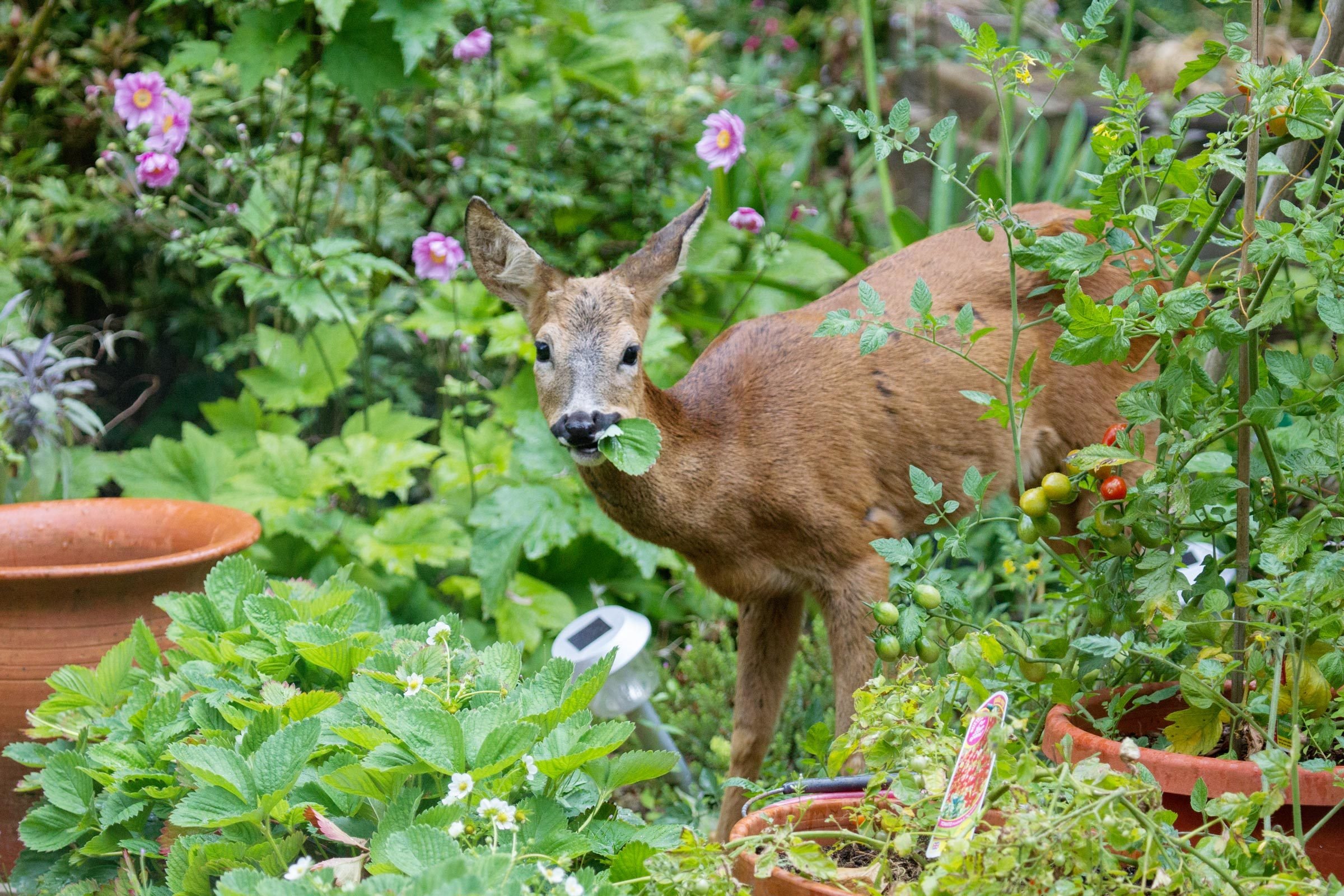 6 Ways To Keep Deer Out of Your Yard