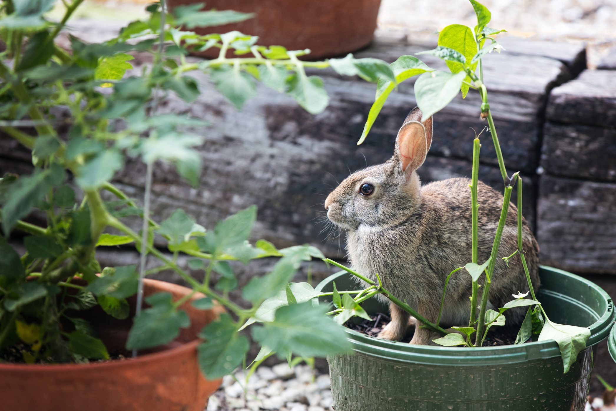 rabbits