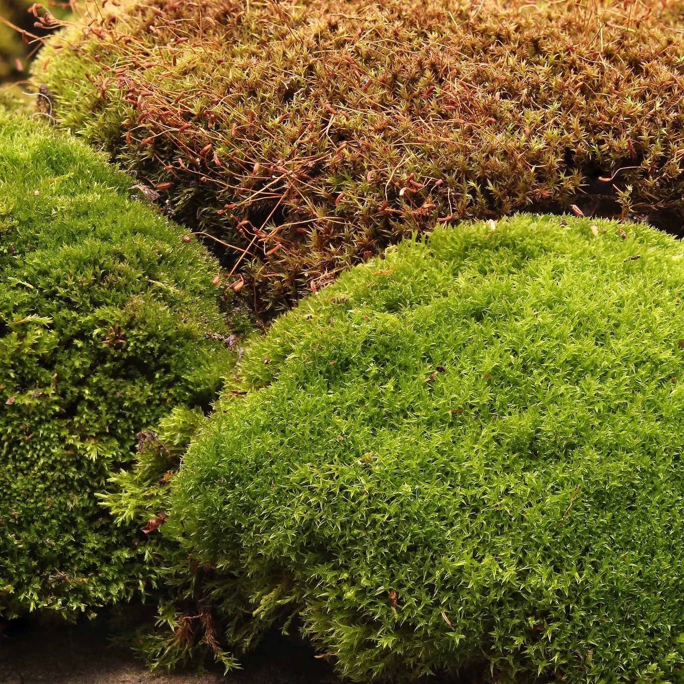 Can Moss Grow In The Sun?  Top 3 Sun-Tolerant Mosses