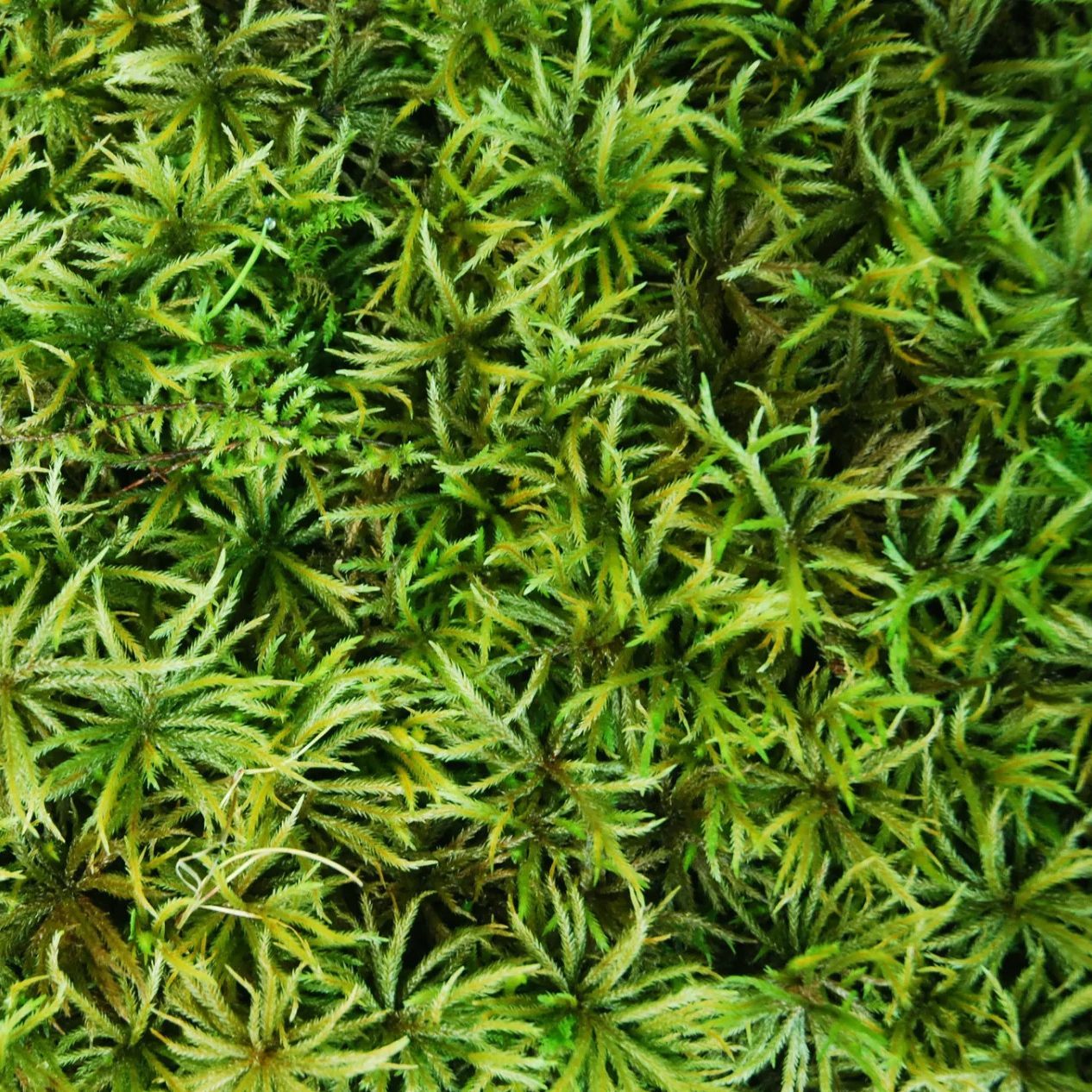 Mountain Moss -- Experts in Moss Landscaping – MountainMoss