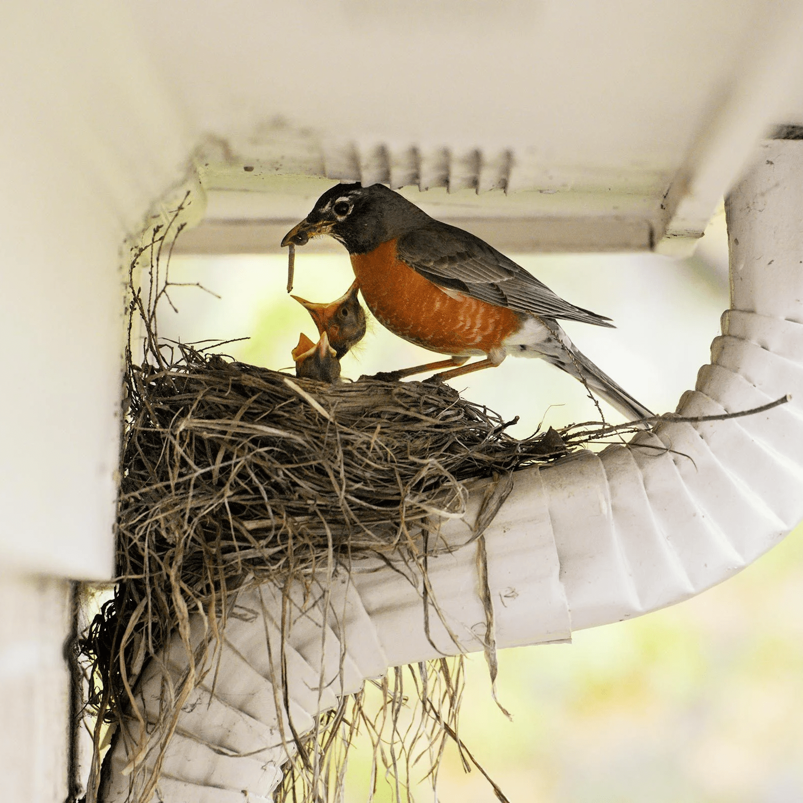 nest