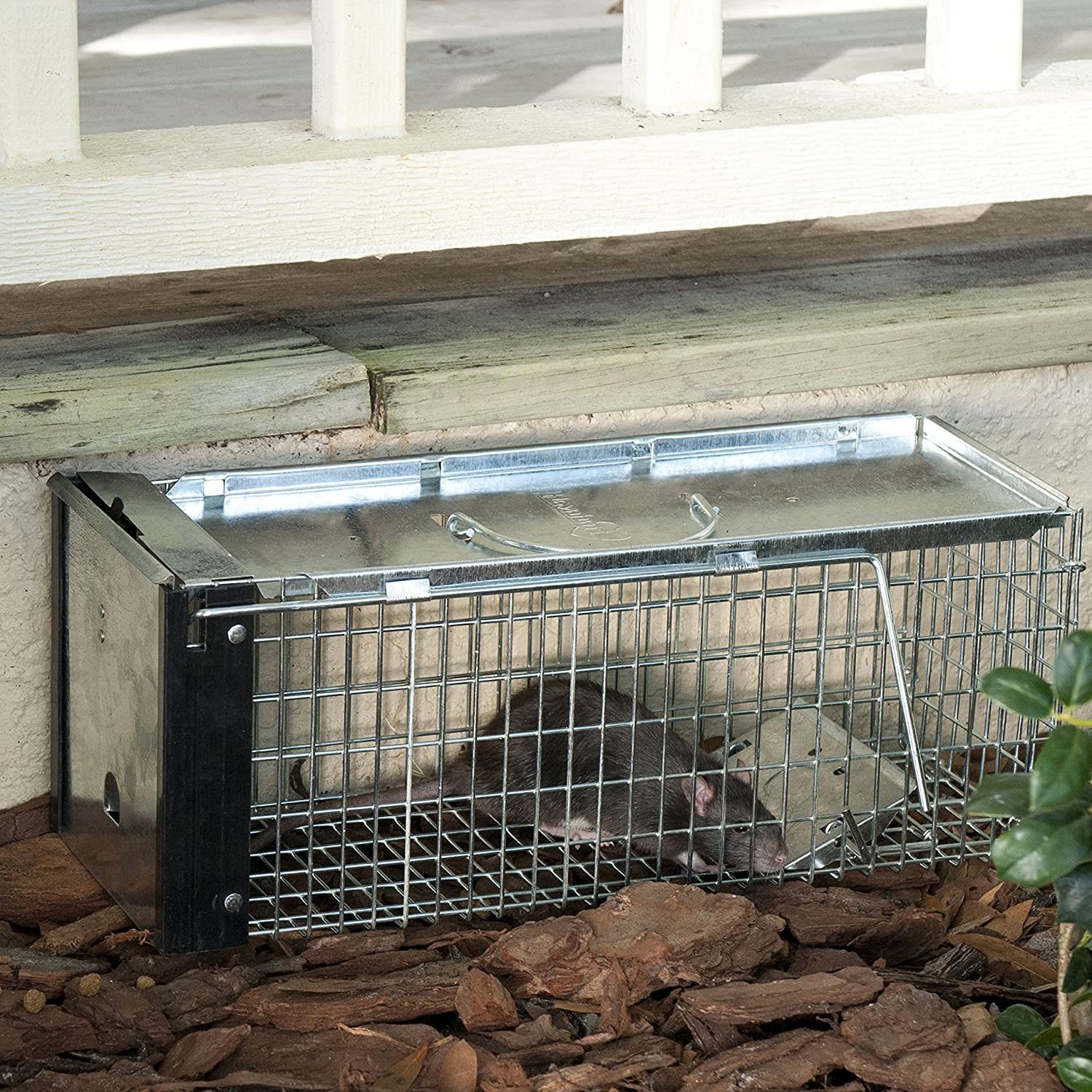SuperCat rat trap with bait: natural and efficient way to catch rats