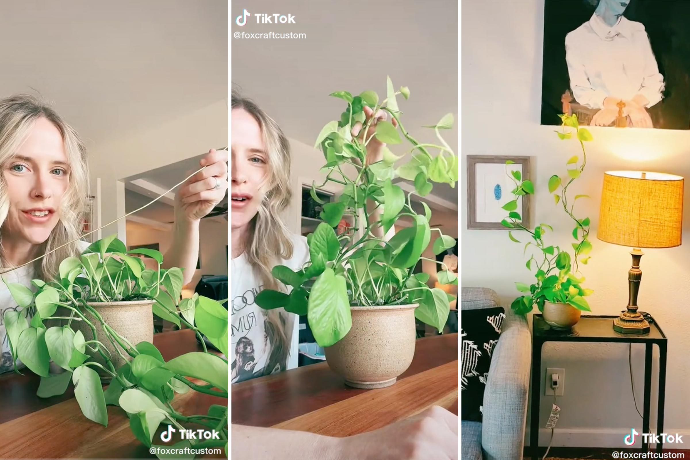 TikTok's Genius Wire Hack Promises Sky-High Vine Plants