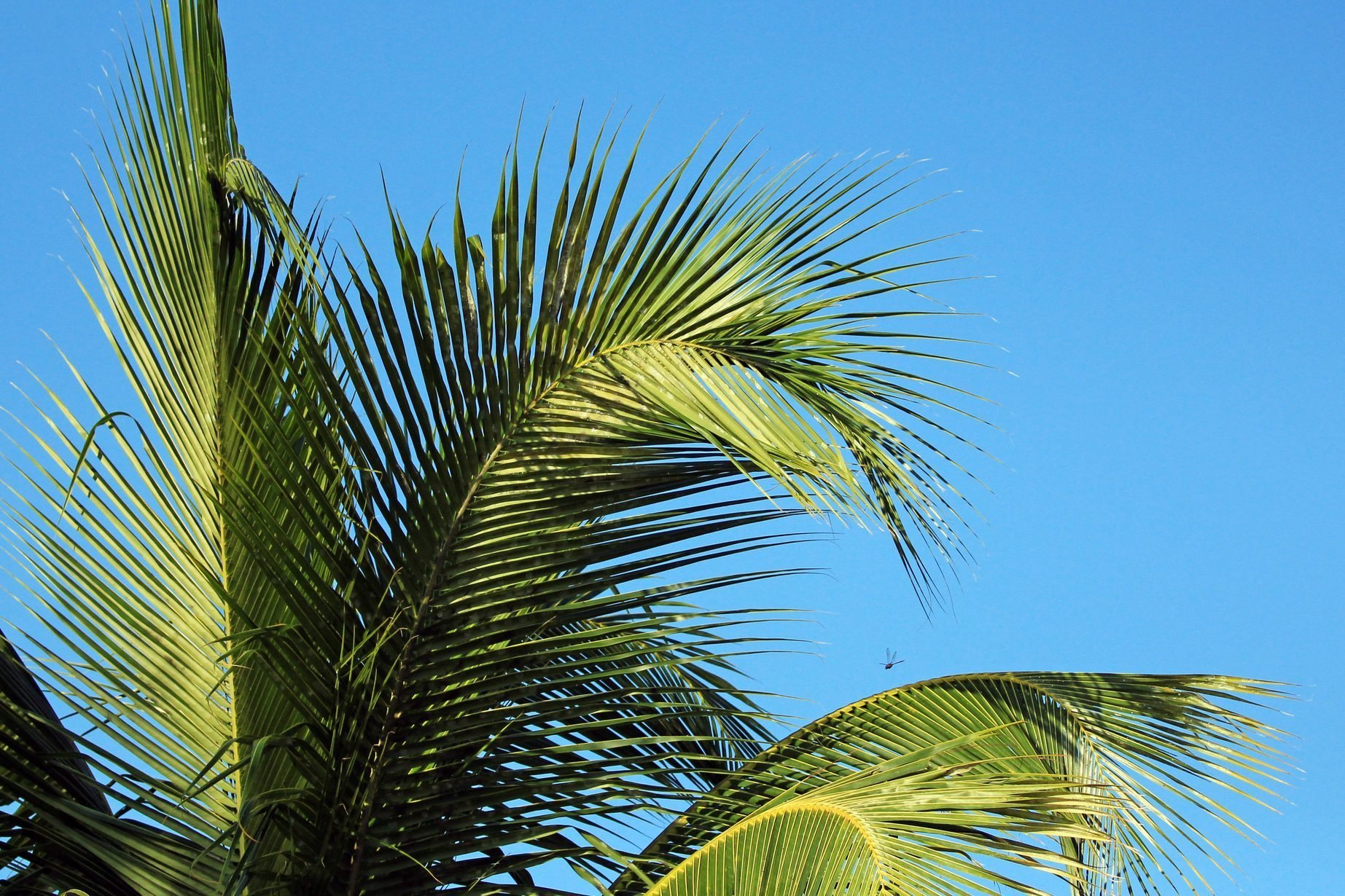 Why Palm Trees Are So Strong