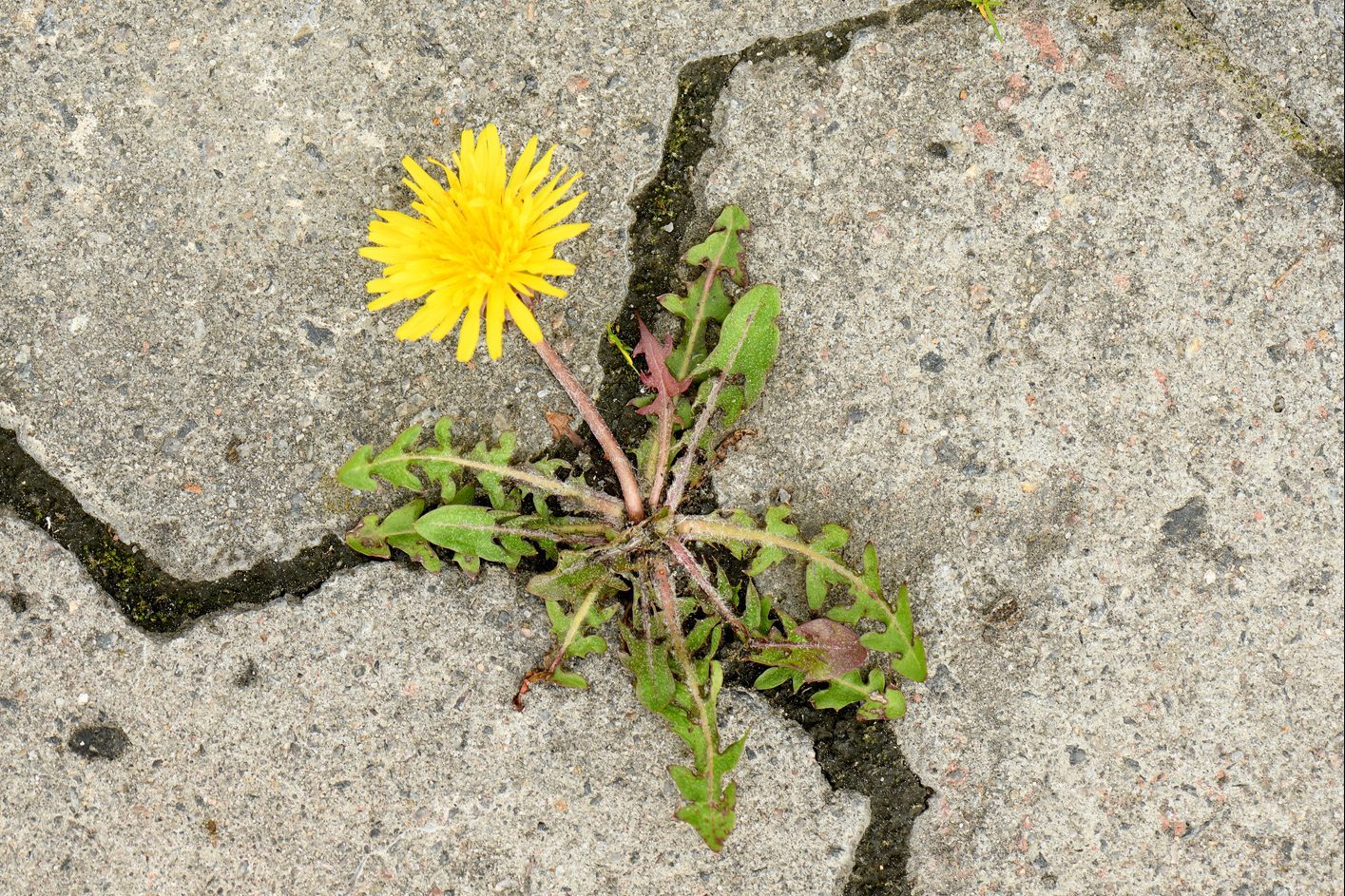 Can This Popular Vinegar Mixture Really Keep Weeds Out of Patio Cracks?