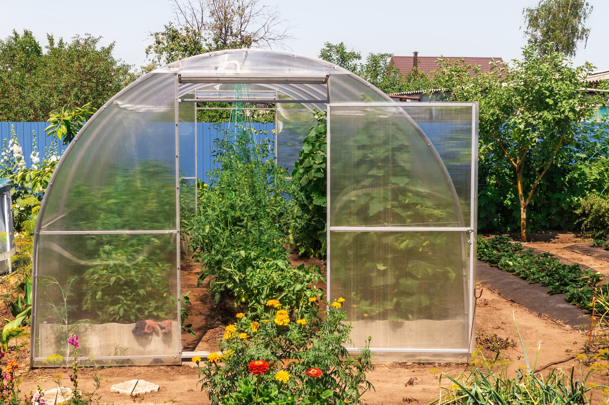 The small greenhouse with growing tomatoes and cucumbers in the garden with green vegetationon a sunny summer day.