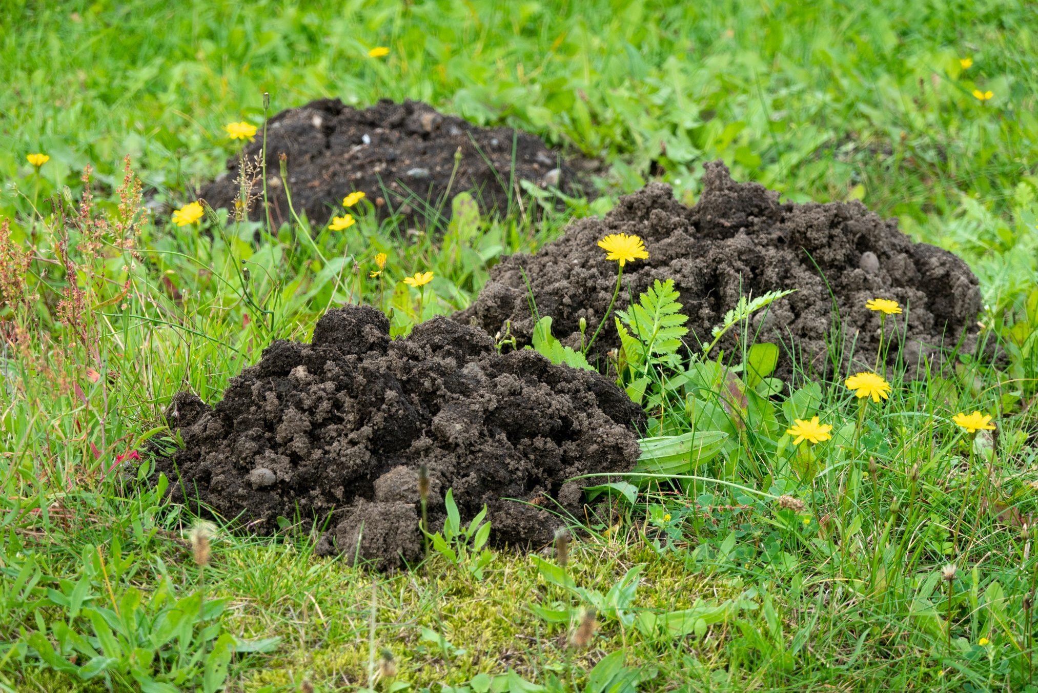 Signs You Have Moles in Your Yard