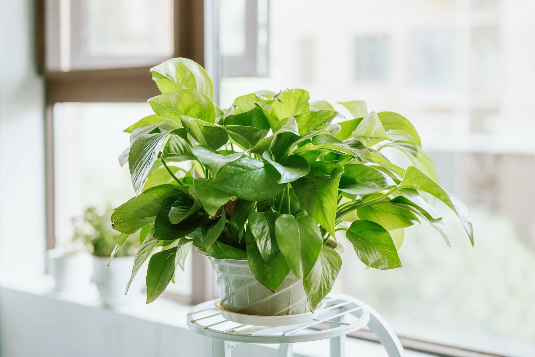 Growing and Caring for a Pothos Plant