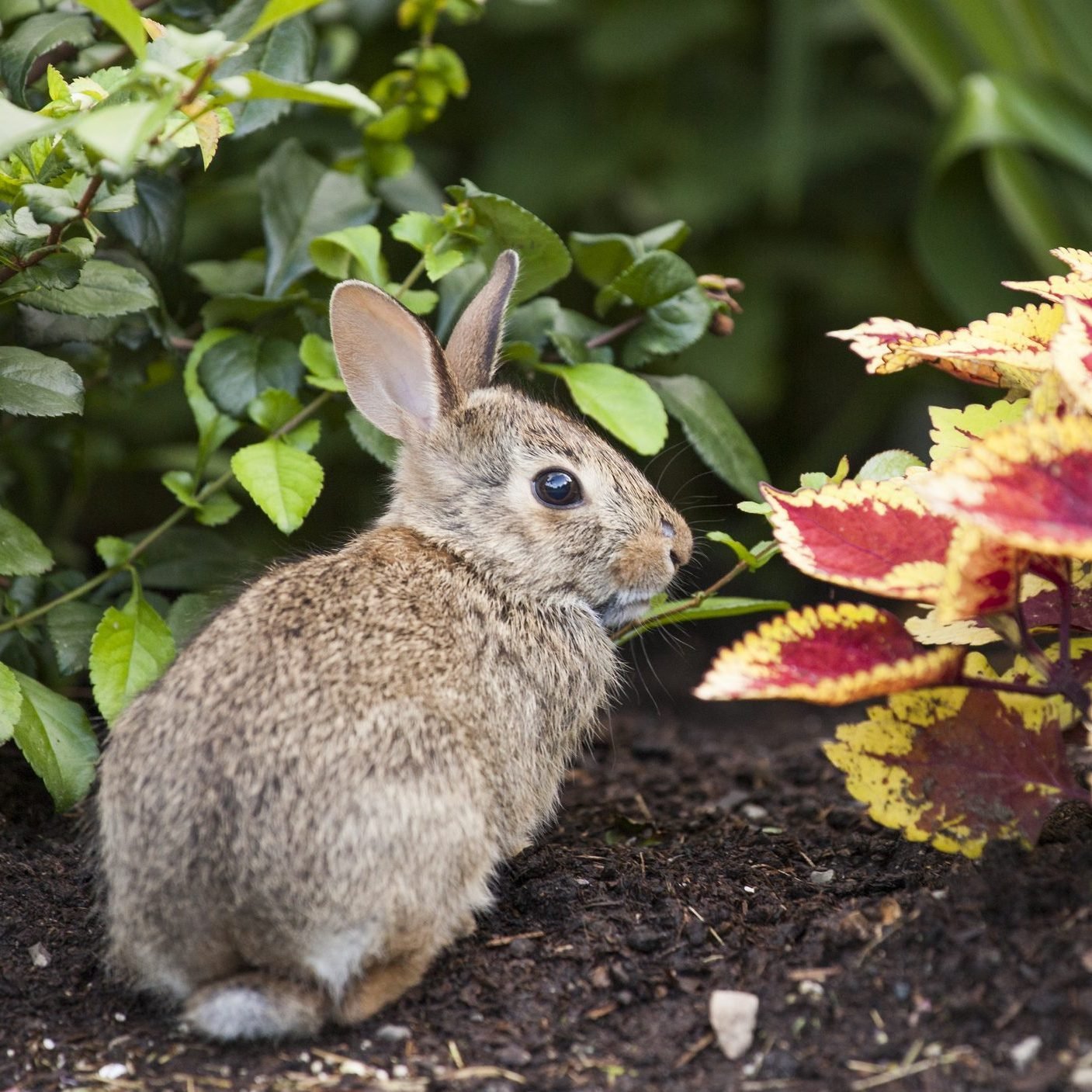 8 Best Rabbit Fences for Your Garden