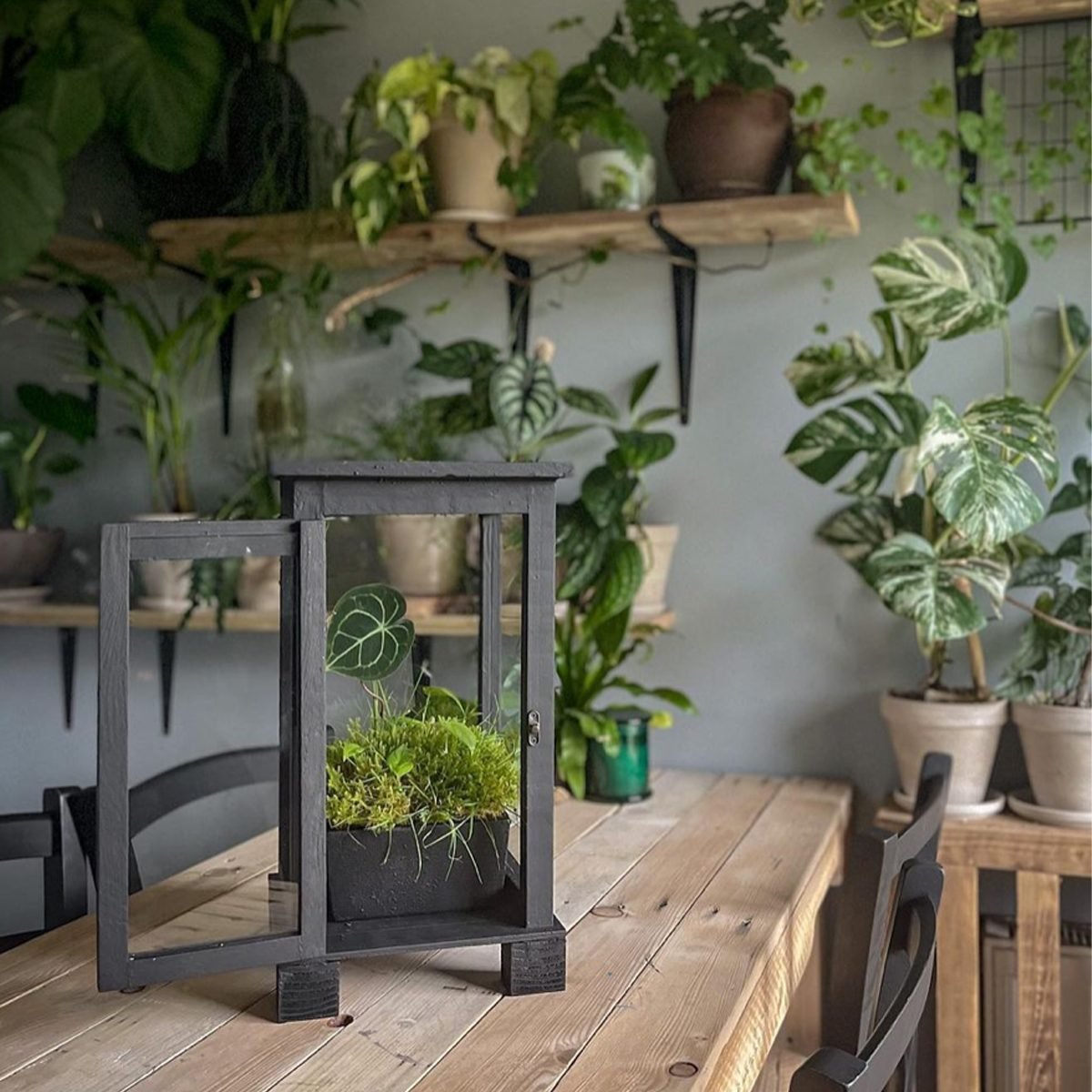 9 DIY Indoor Greenhouses