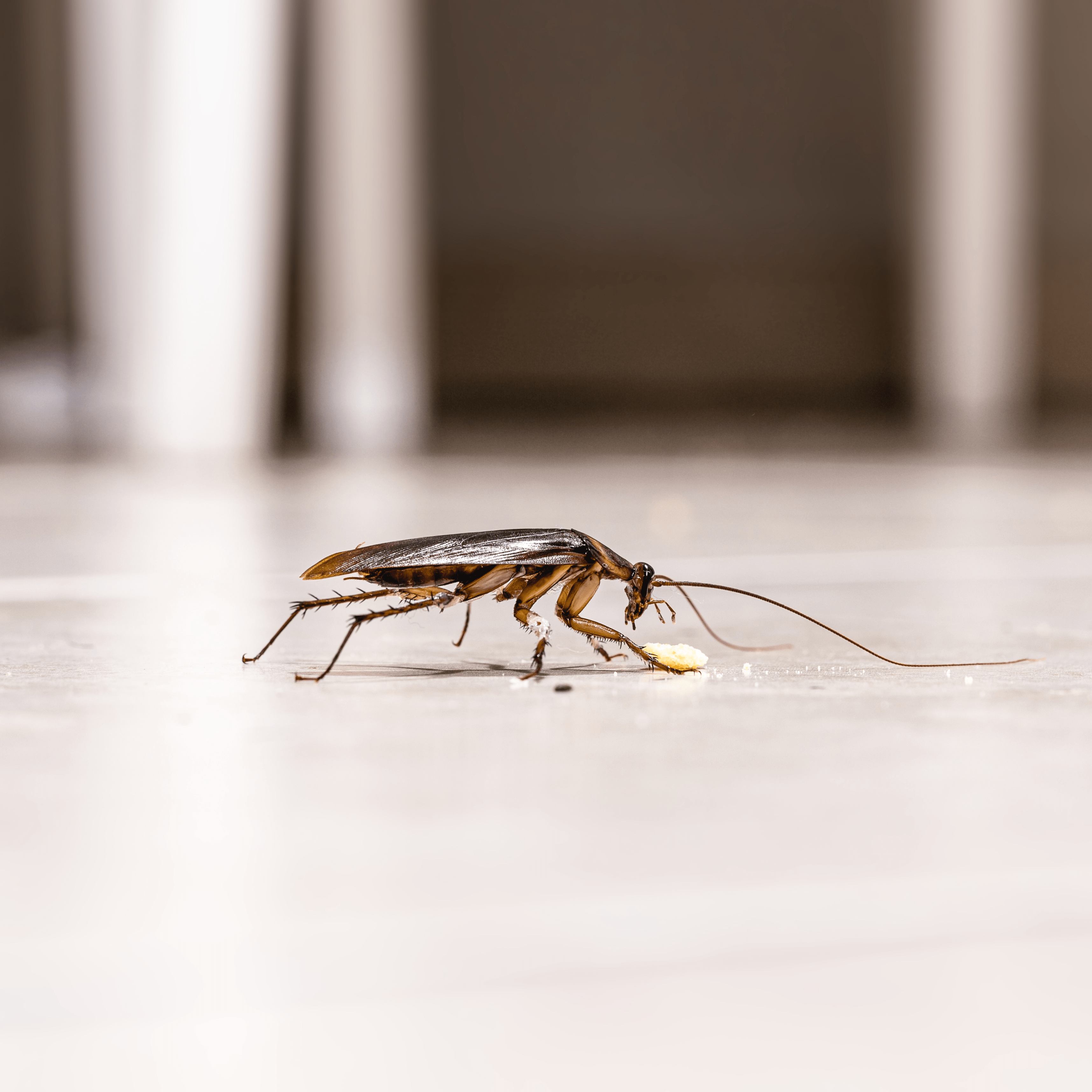 Can This Lavender Water TikTok Hack Really Get Rid of Cockroaches?