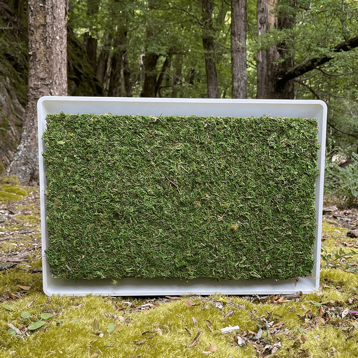 Want an Air Conditioner Covered in Moss?