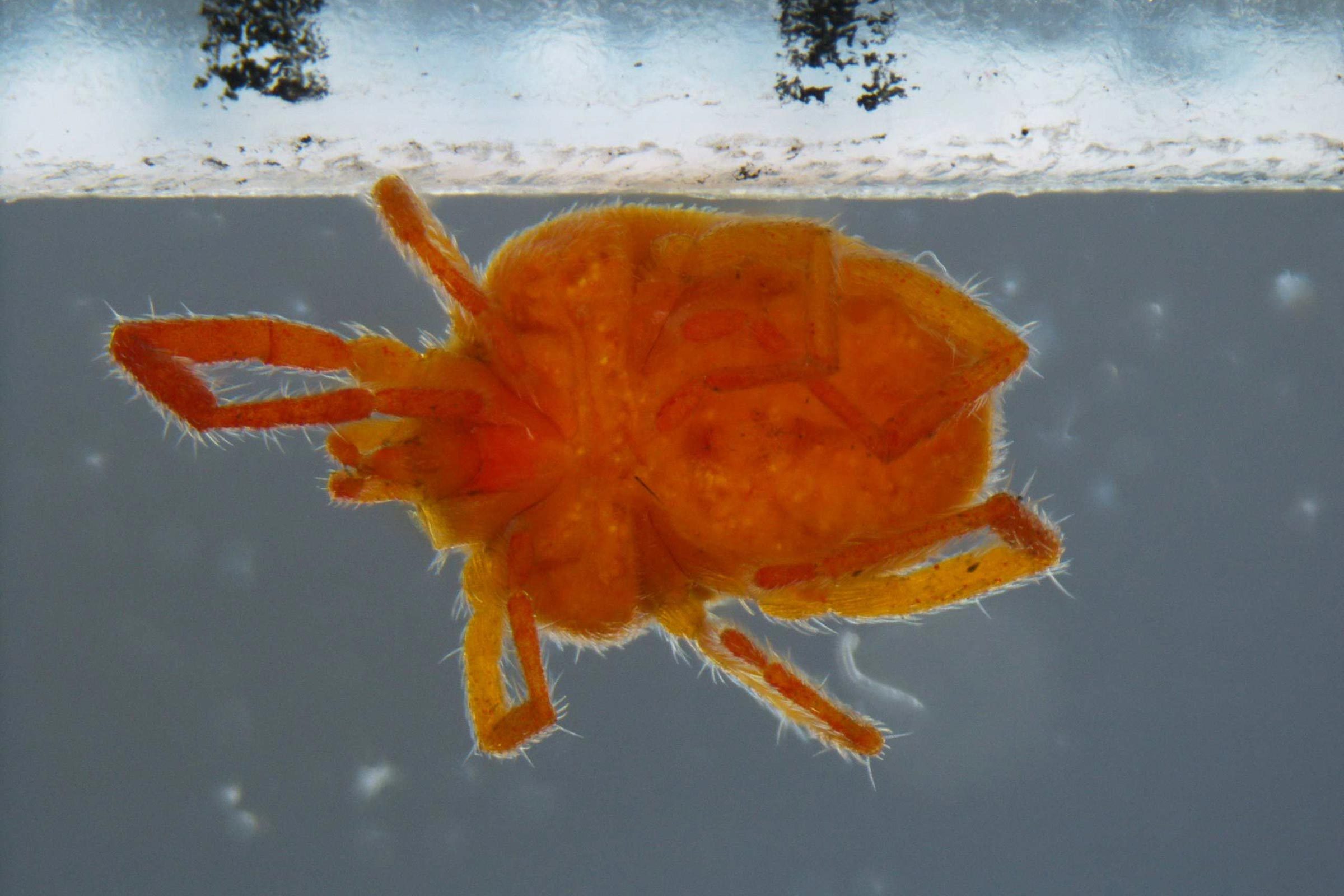 Clover Mites close up