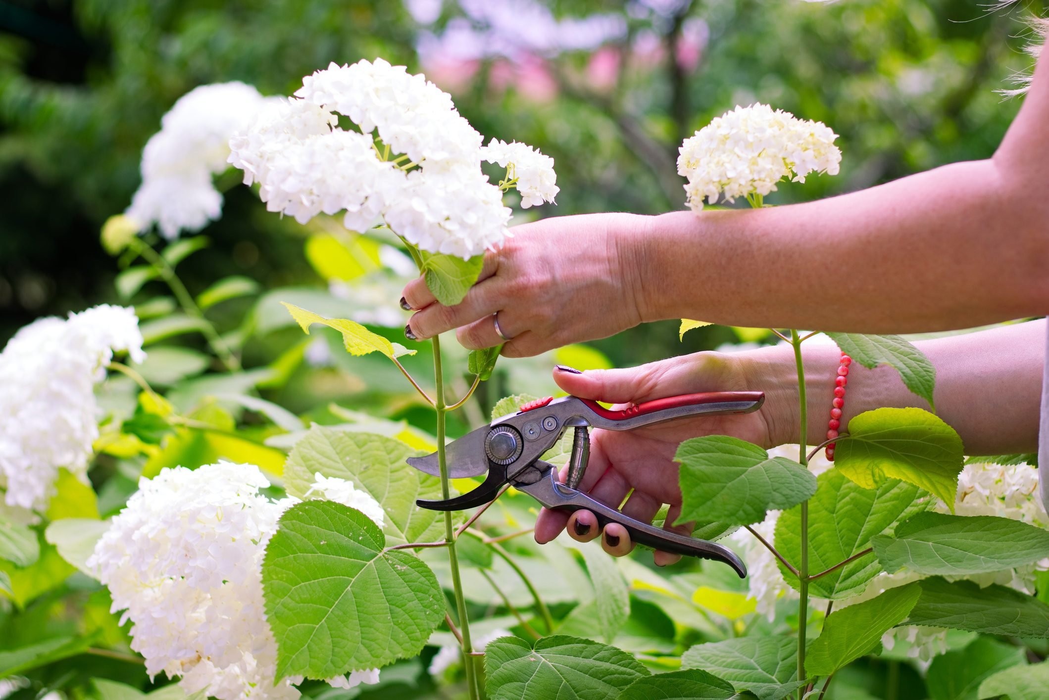Should You Prune Hydrangeas In the Fall?