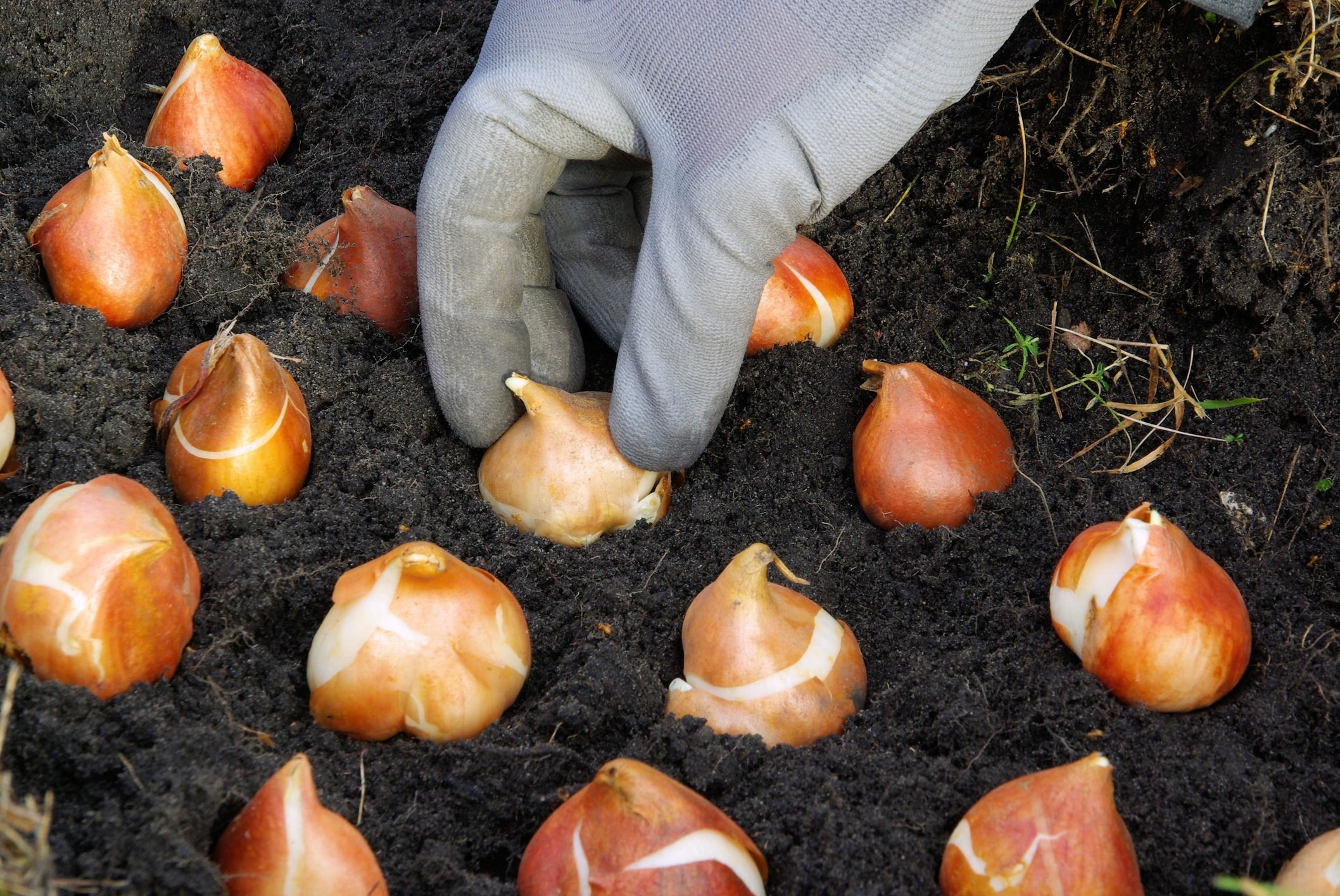 10 Tips for Planting Bulbs