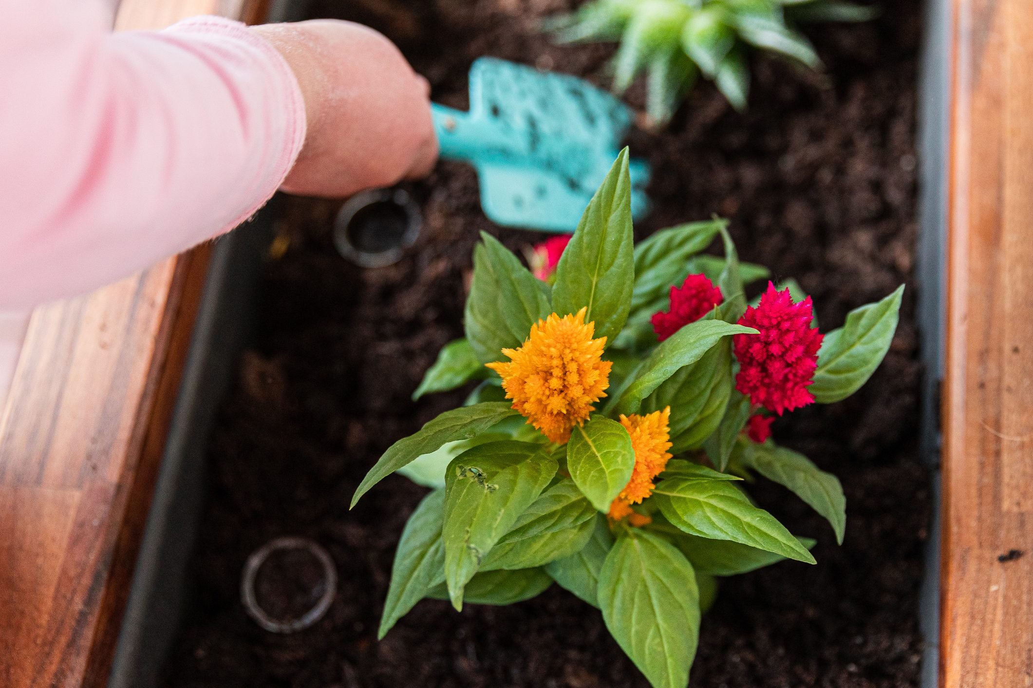 Best Ways To Water And Fertilize Your Celosia Plant