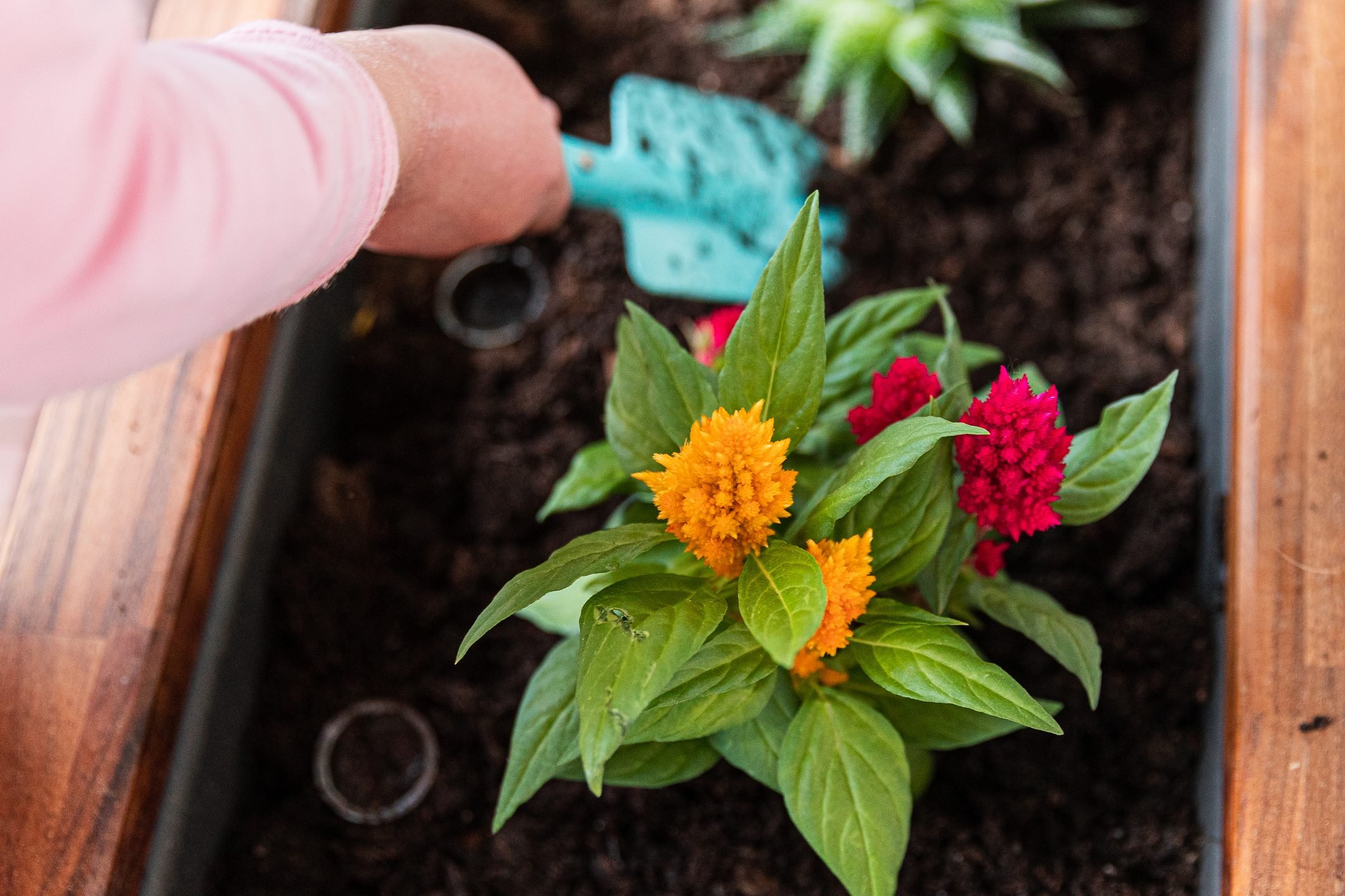 How To Grow and Care for Celosia