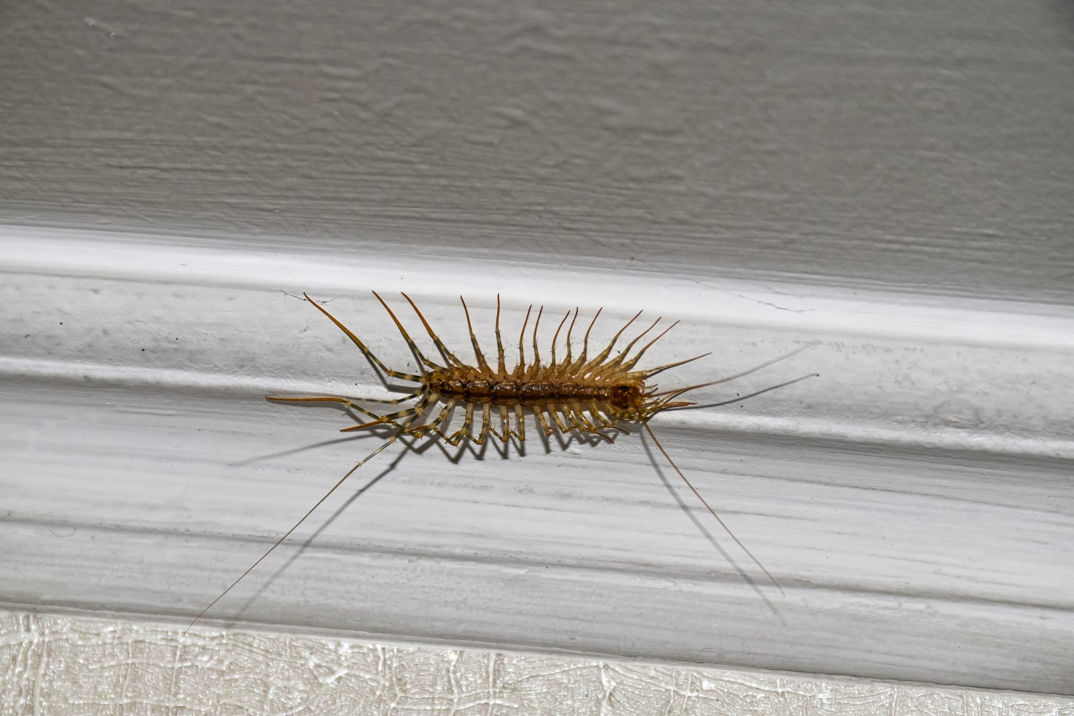 8 Bugs You Actually Want Around Your Home