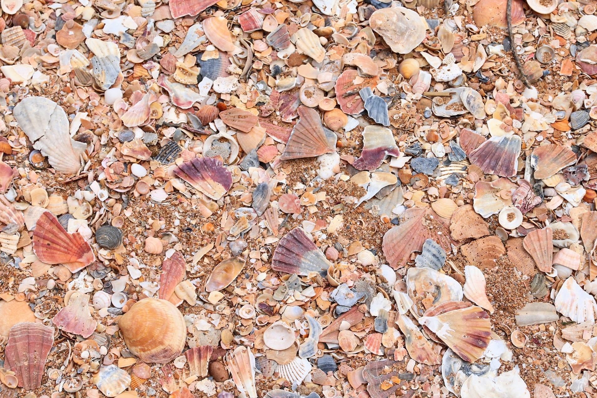 The Benefits of Using Crushed Seashells in Your Soil