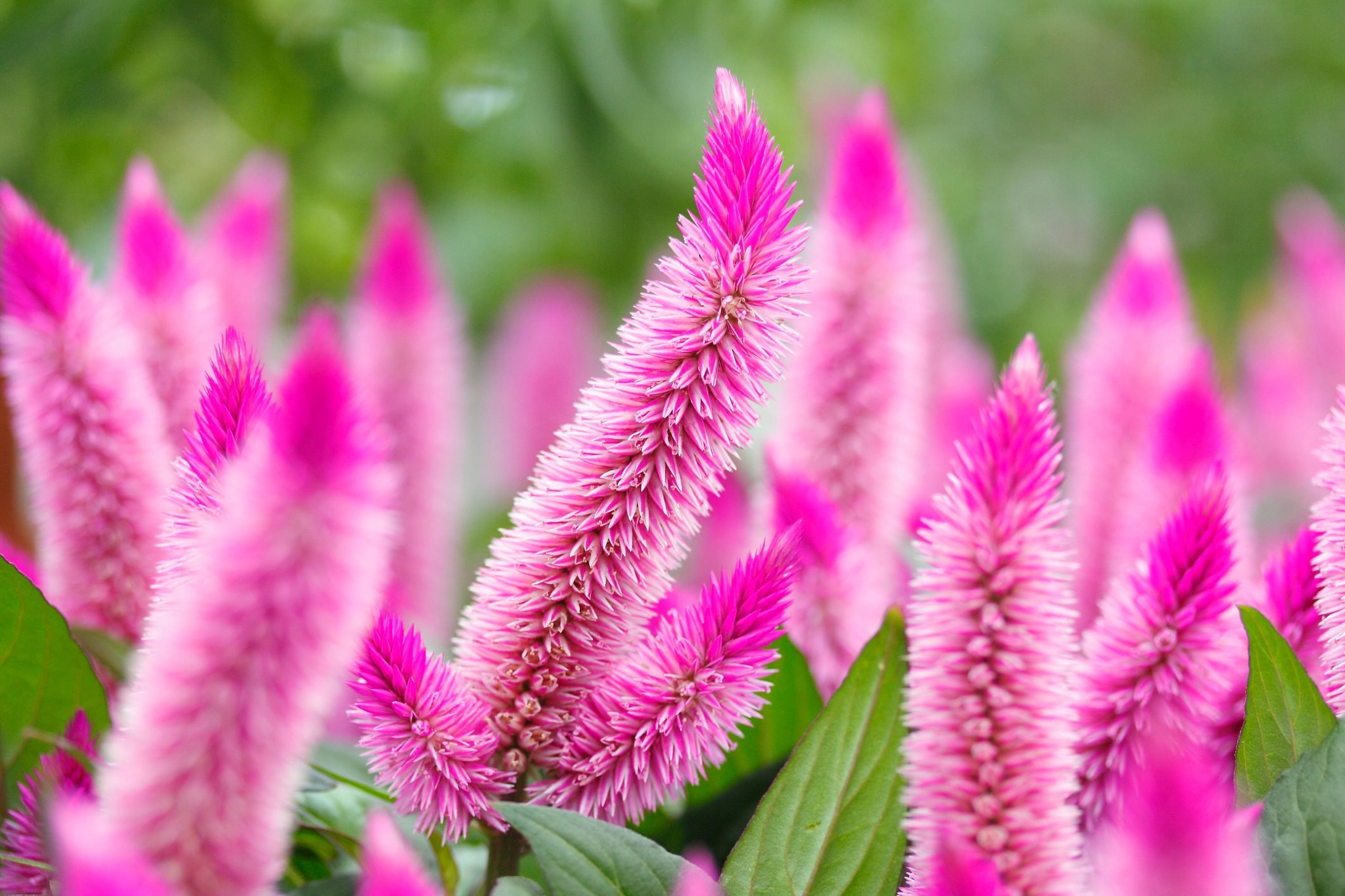 Is Celosia a Perennial?