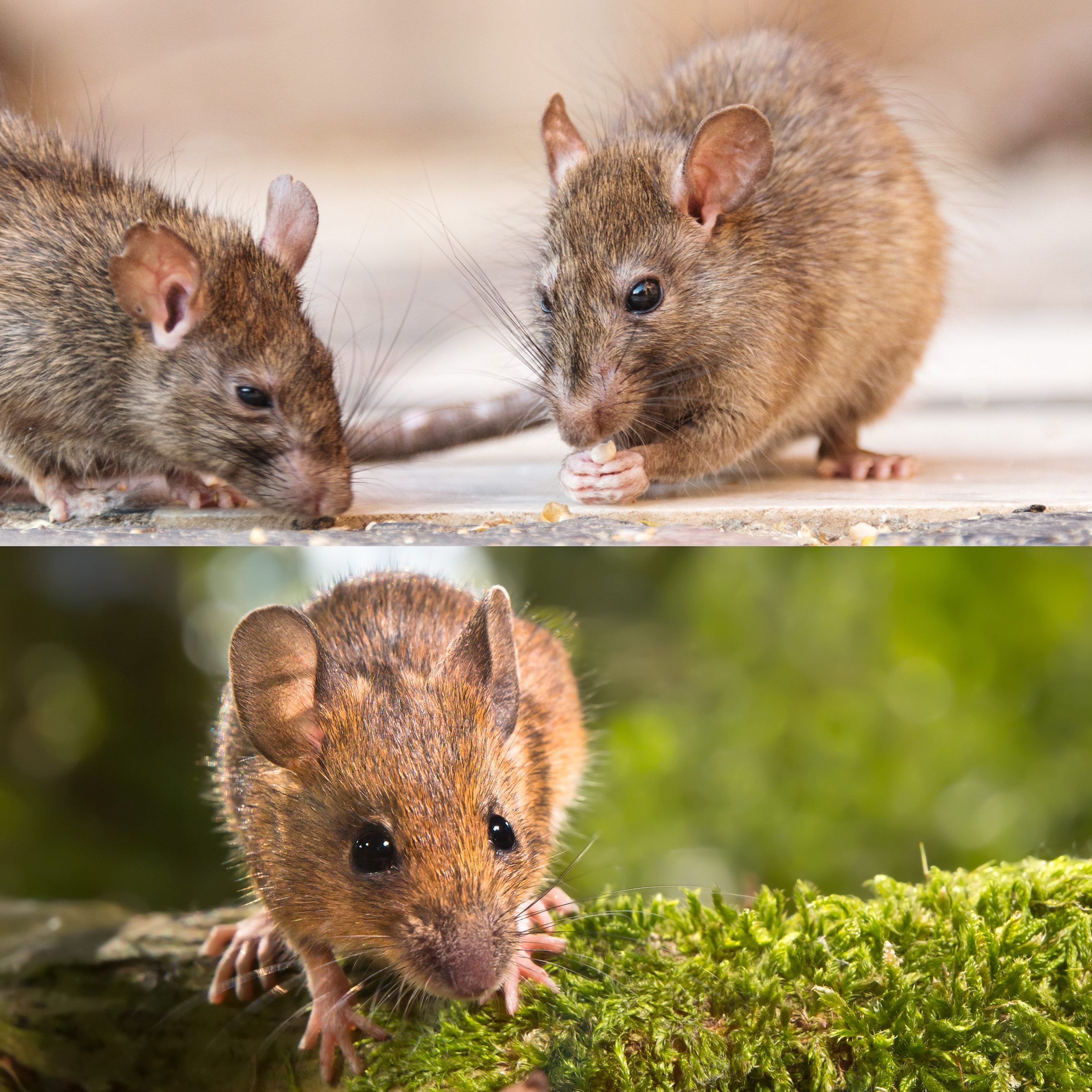 Rats vs. Mice: What's the Difference?
