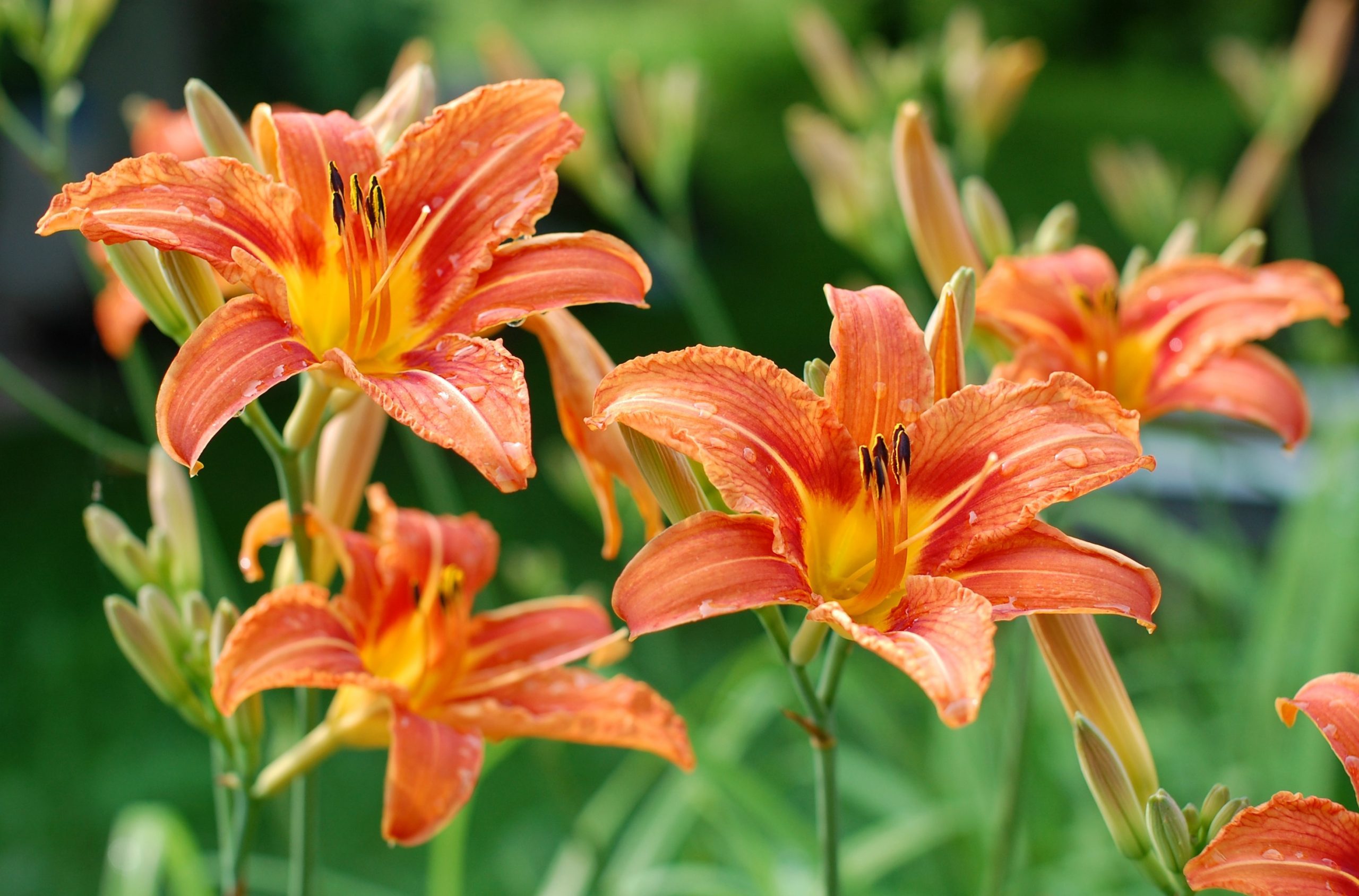 Tips for Planting and Caring for Daylilies