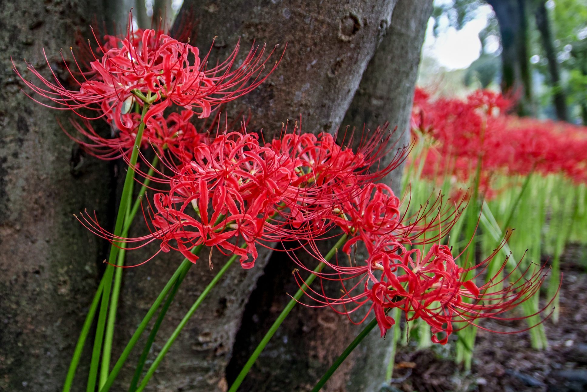 10 Plants That Look Like They Were Created By Dr. Seuss