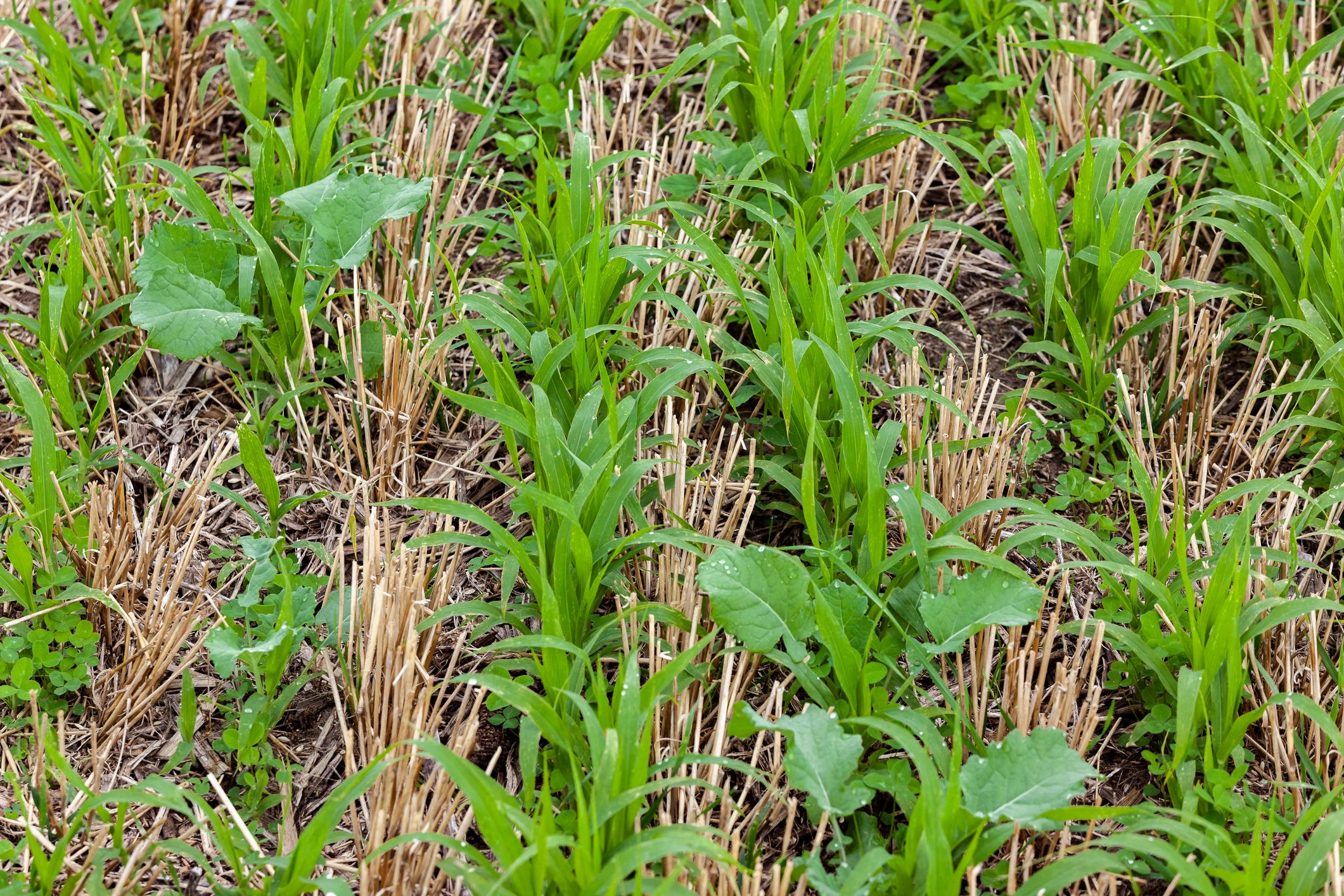 What Are Cover Crops and Should You Plant Them Now?