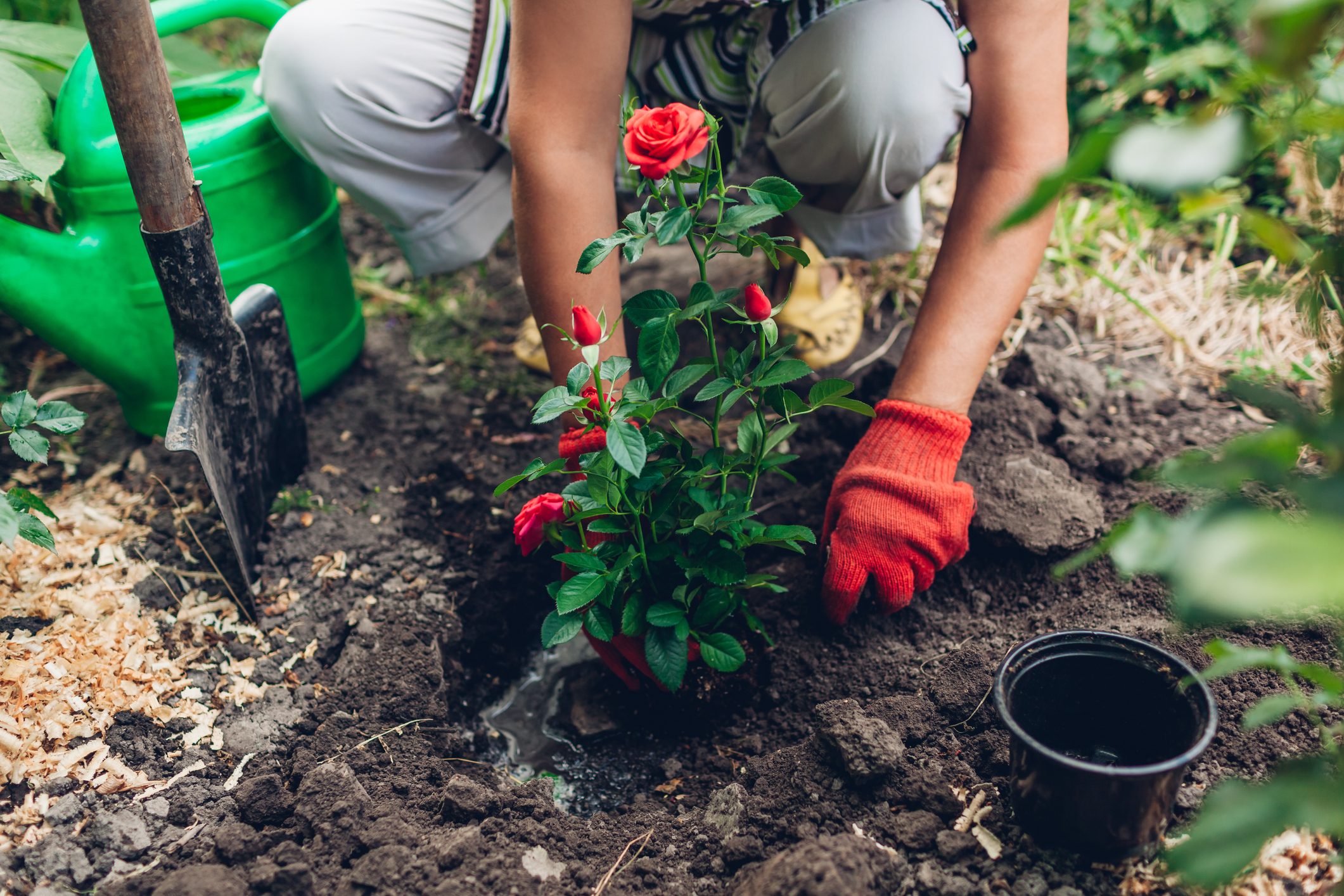 Tips for Planting Roses in Your Garden