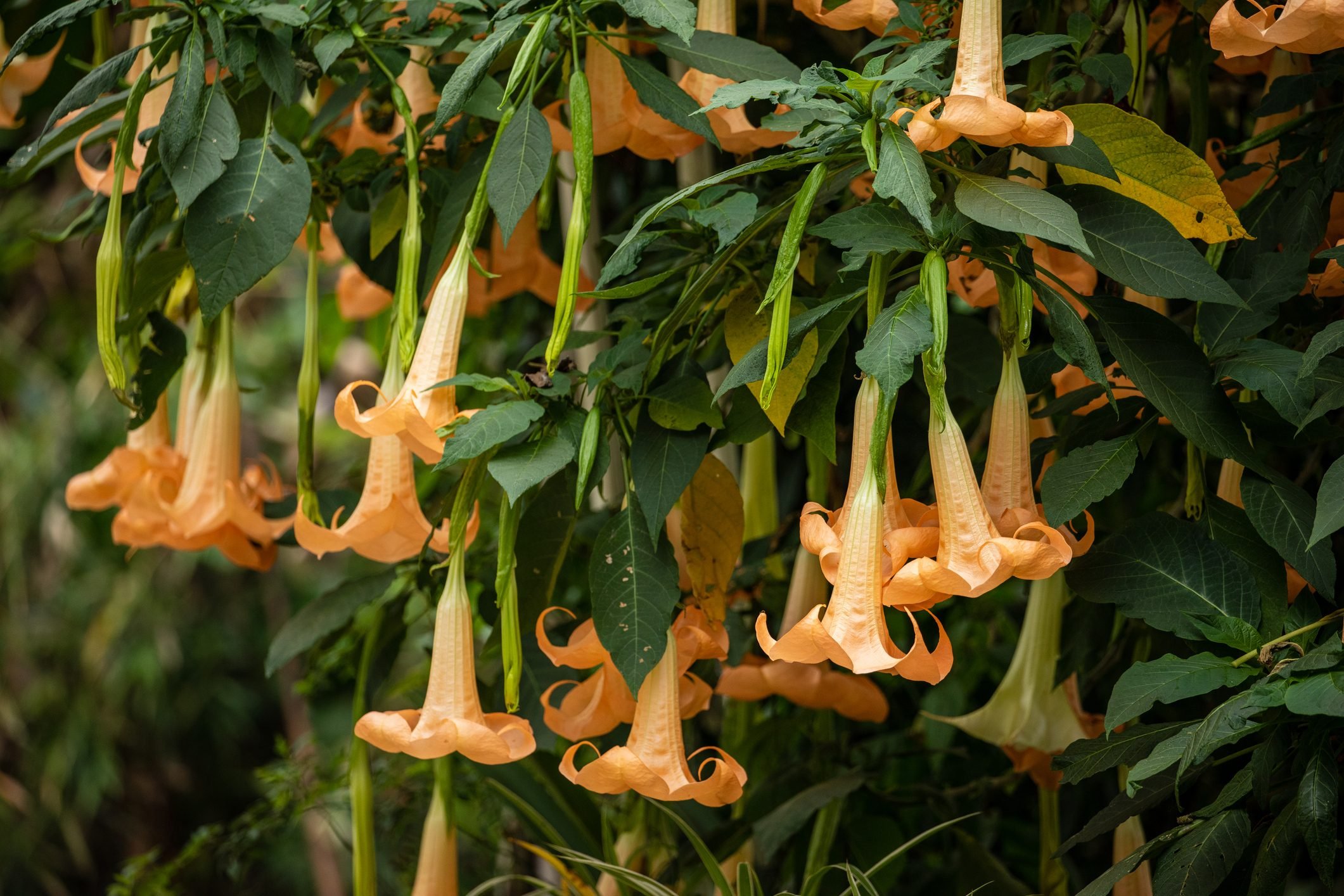 10 Plants That Look Like They Were Created By Dr. Seuss