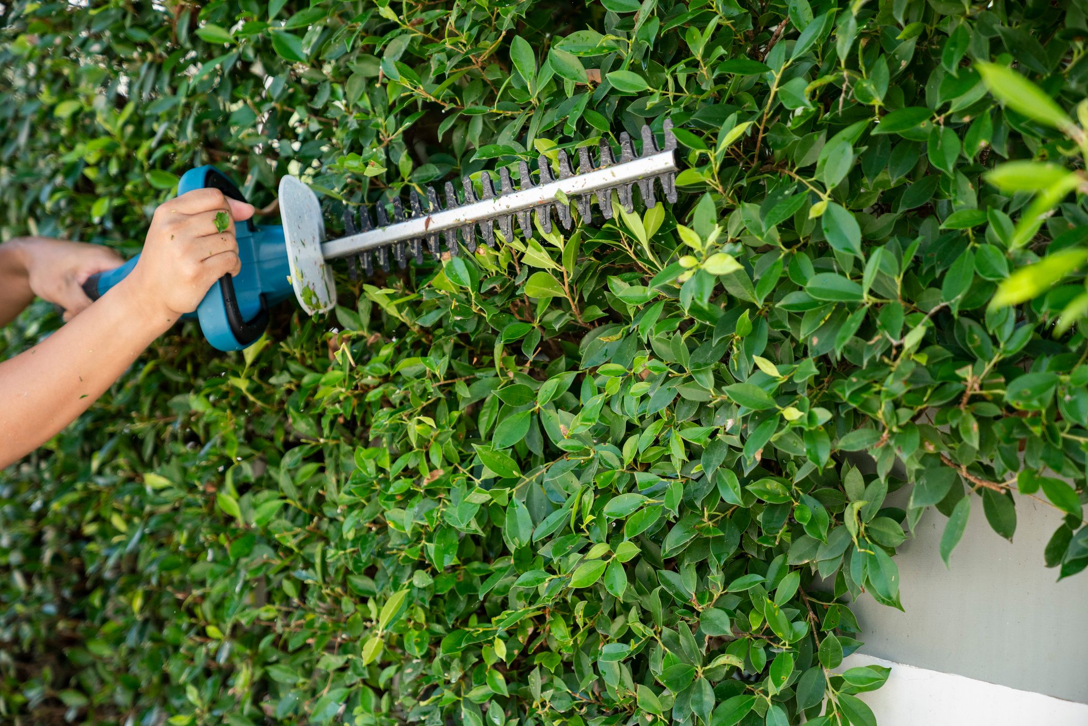 electricity garden scissors Trimming green hedges work in the garden