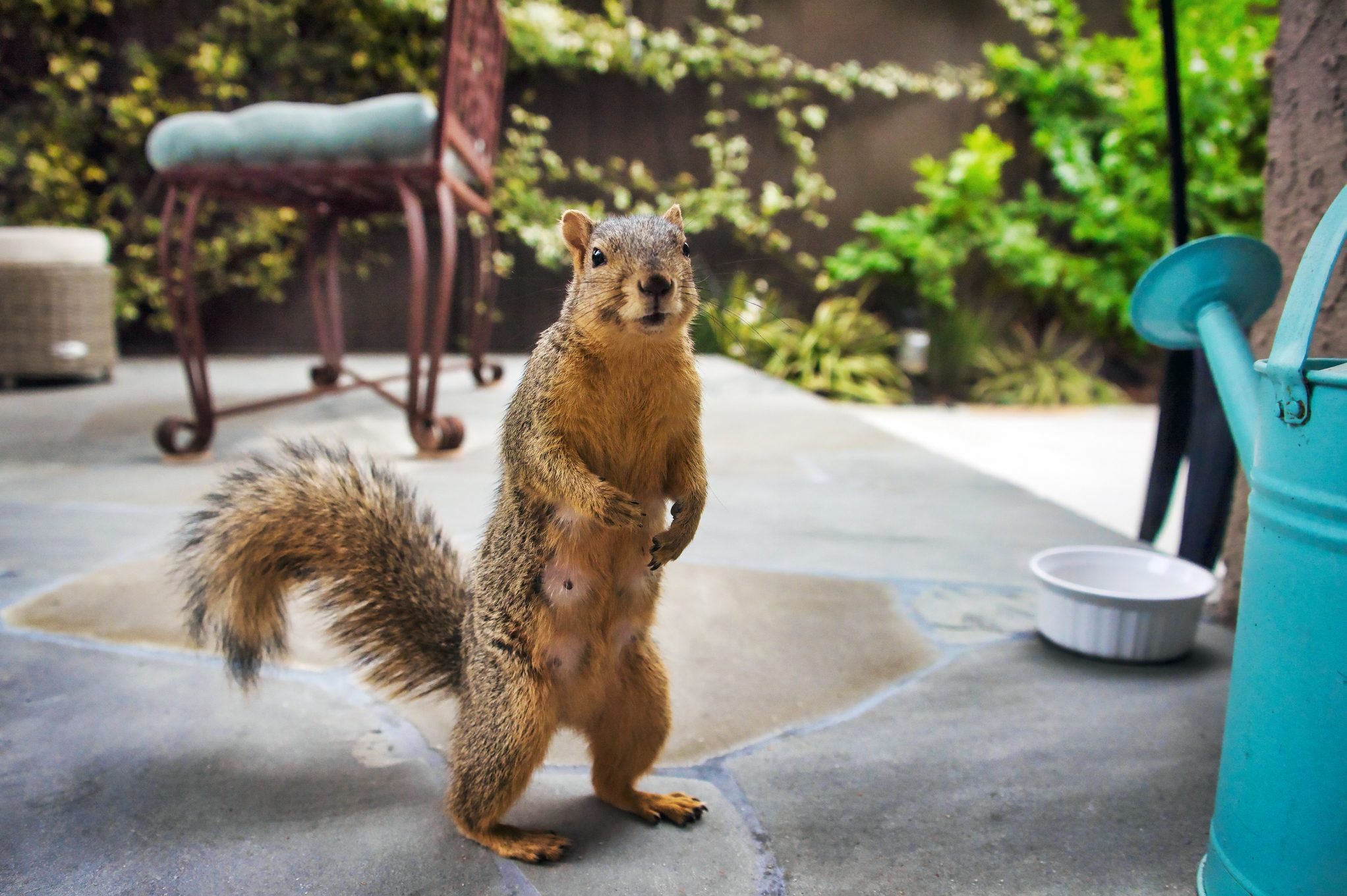 8 Ways To Keep Squirrels Out of Your Yard