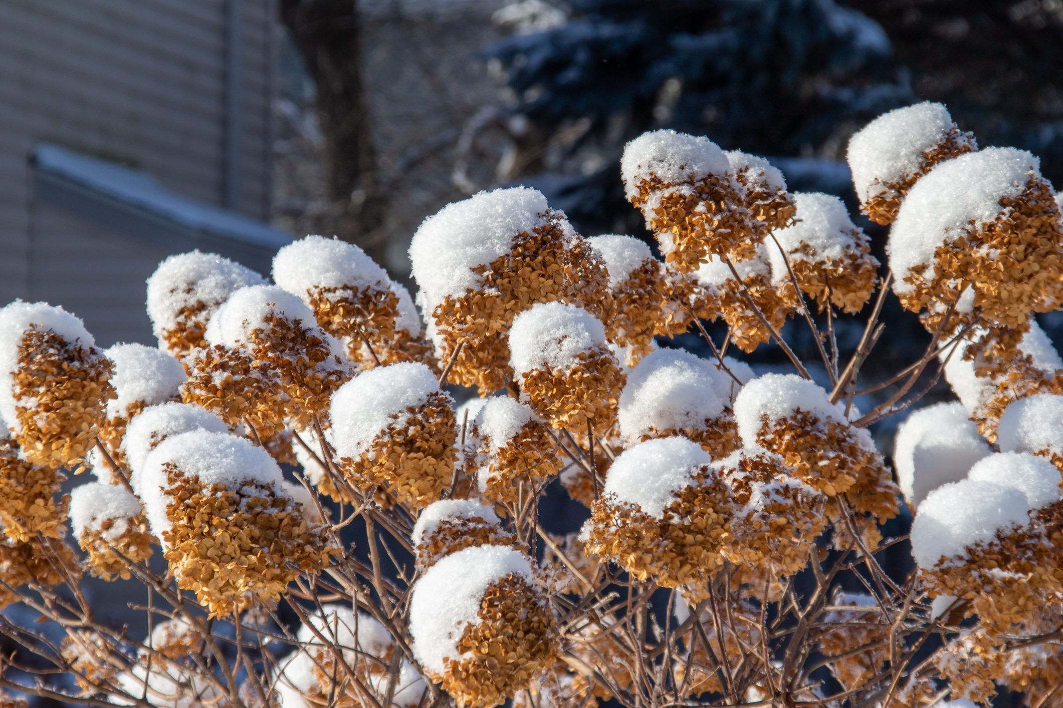 How To Winterize Hydrangeas