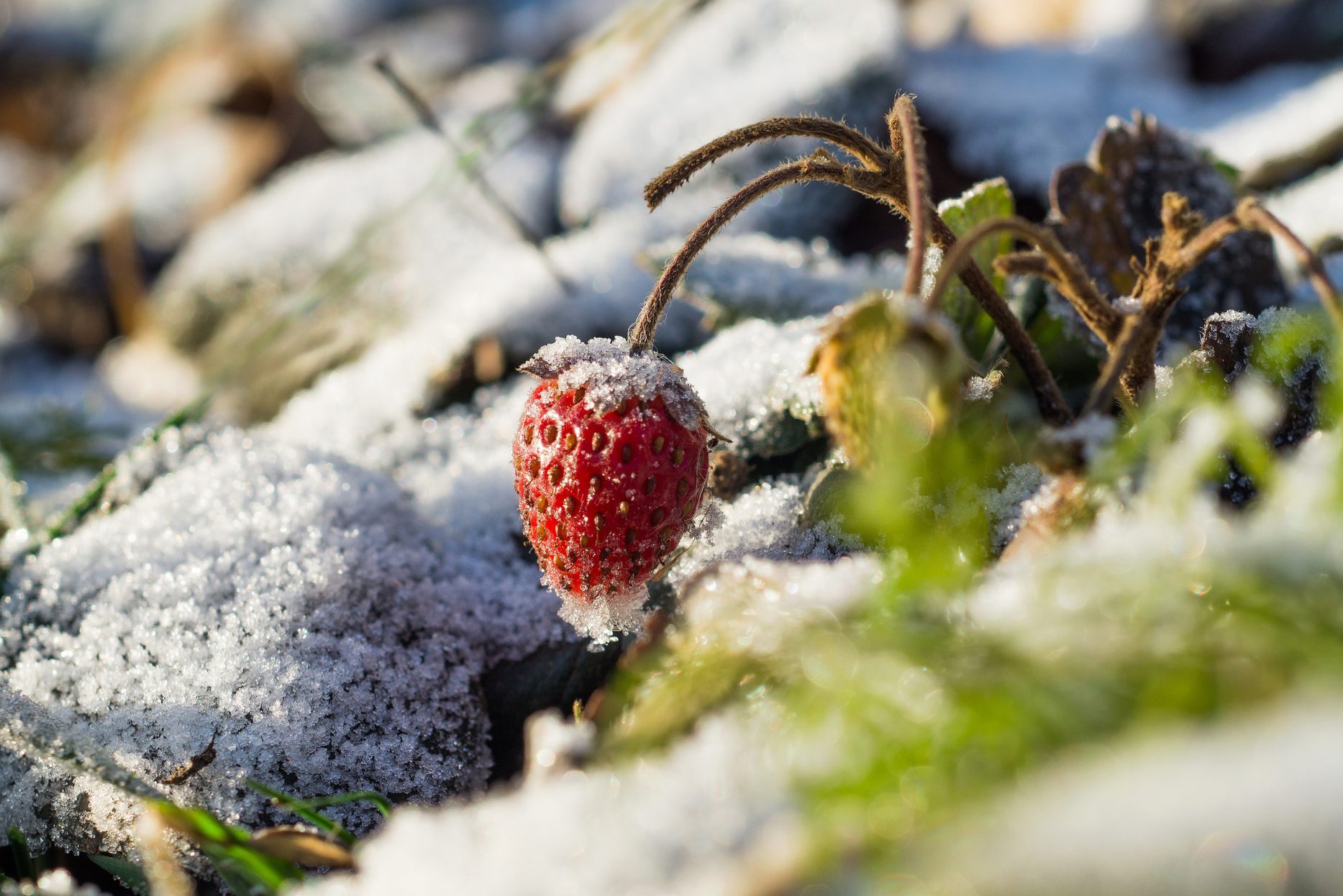 Prepare your strawberry plants for winter