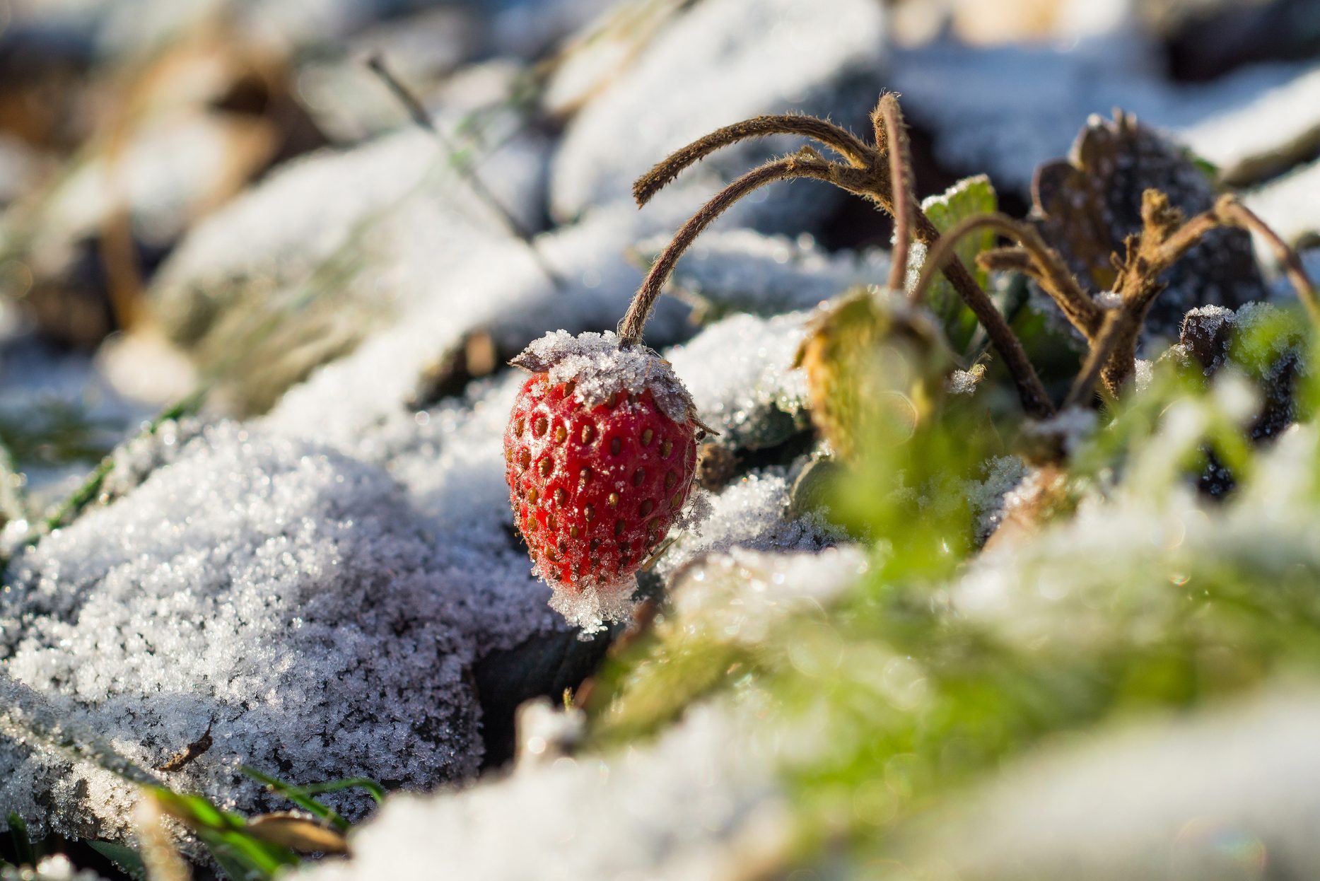 How To Winterize Strawberry Plants