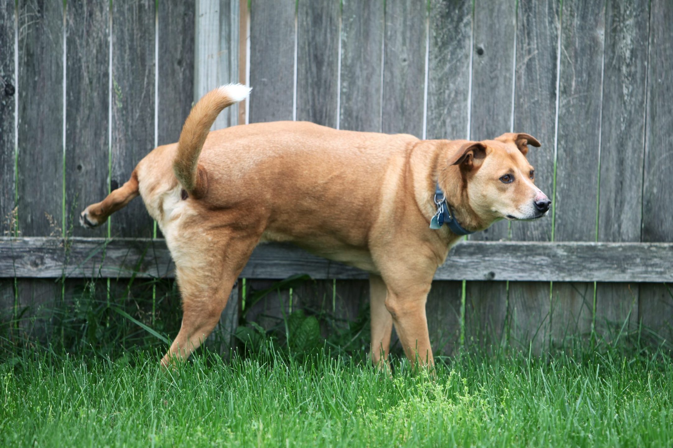 How To Stop Dogs from Marking Their Territory in Your Yard